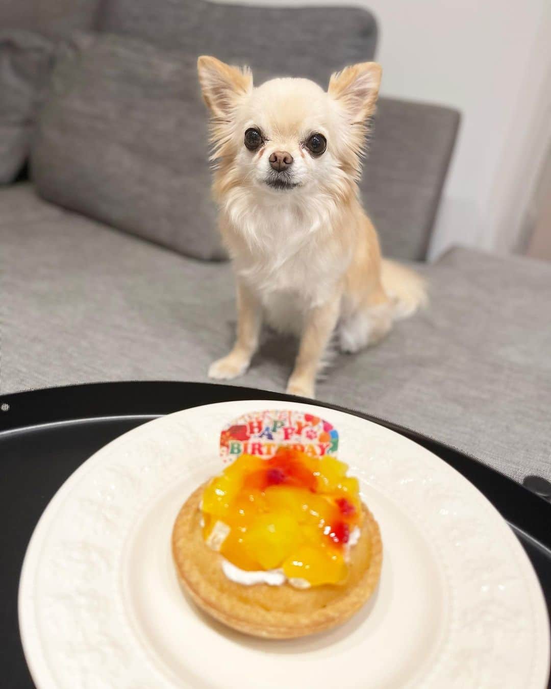 五十嵐圭のインスタグラム：「ナナさん8歳の誕生日。 誕生日ケーキとおもちゃのプレゼントでお祝い。 この1年も元気に過ごしてね。 #チワワ #8歳 #誕生日 #3月12日 #犬用ケーキ #プレゼント」