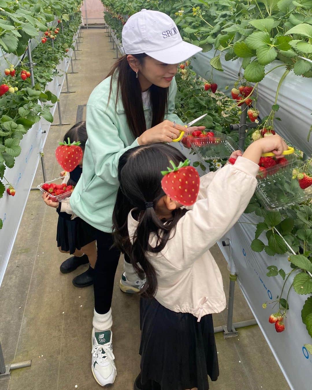 近藤千尋のインスタグラム：「今年三回目の🍓いちご狩り🤍😍笑  今回は三鷹の方に行きました🥰 子供達はパパのために！と 一生懸命美味しそうなイチゴを🍓 だけど自分で食べてました。笑😀  家族同然の菜香は 赤ちゃんの時から子供達も大好き☺️💕  今はご飯を食べてごろごろしてます。笑  まったり休日！ 明日からまた頑張ろう❤️🗽 WBC⚾️感動しましたねぇ💕」