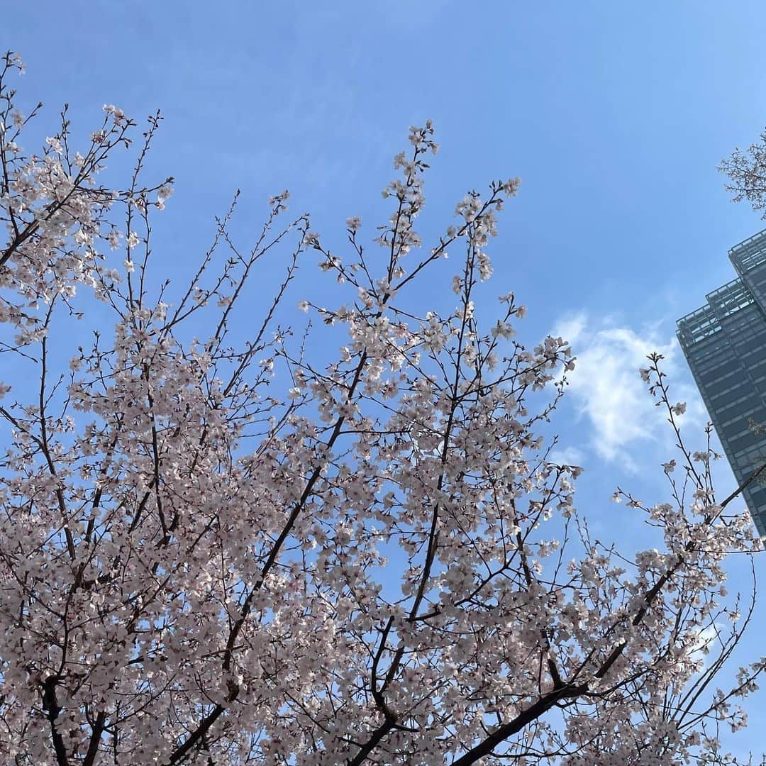 久保史緒里さんのインスタグラム写真 - (久保史緒里Instagram)「. 桜が咲き始めましたね。 心の準備もできぬ間に、 春が訪れました。 どうしても思い出してしまいます。 舞台『桜文』 4月12日にBlu-rayの発売が決定致しました。 現在、予約受付中です。 是非もう一度、 この作品と向き合っていただけたら嬉しいです。 桜雅として、雅沙子として、 最後まで生き抜いた証を是非。 #桜文」3月21日 19時06分 - kubo.shiori.official