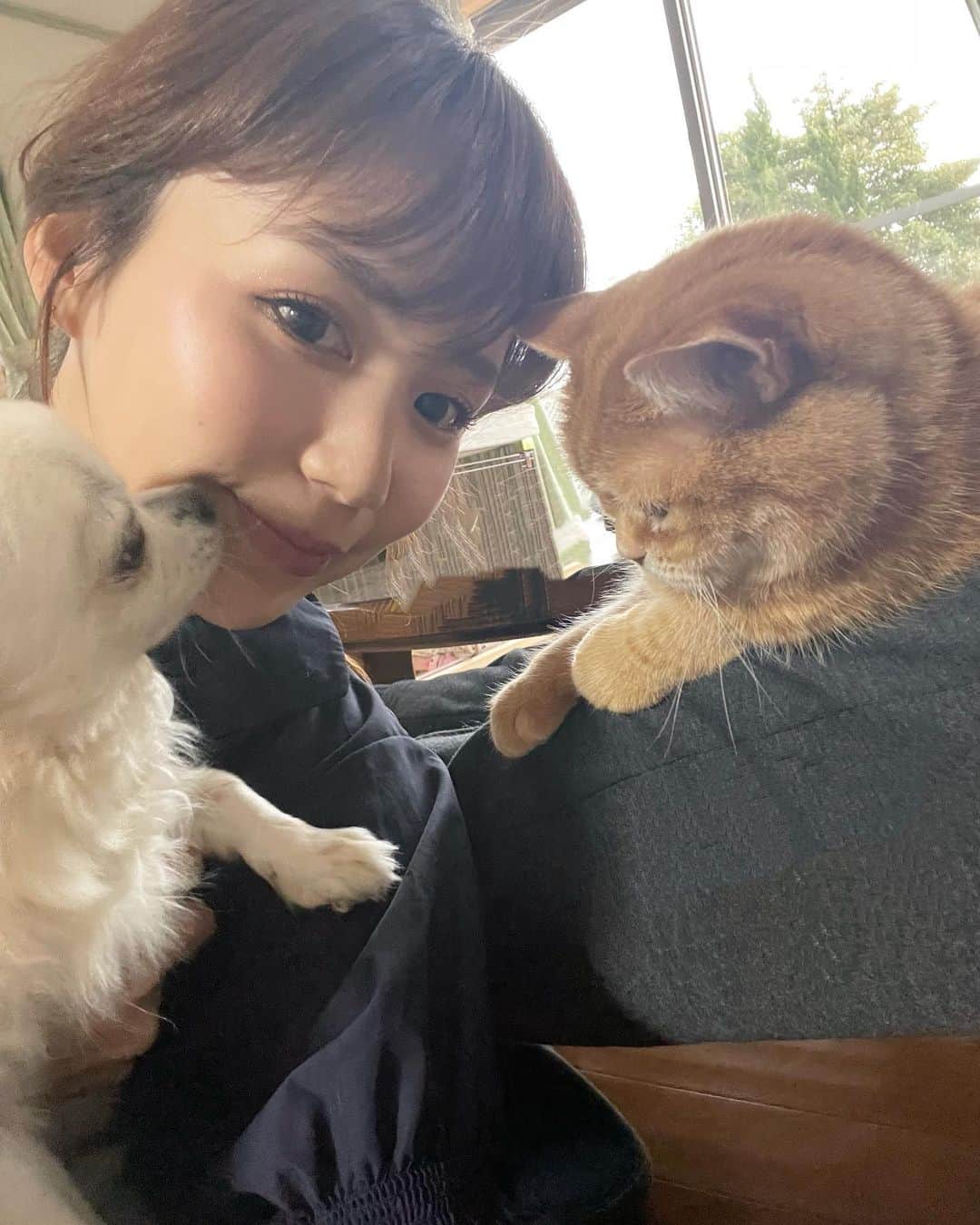 宮内ひかるのインスタグラム：「🐶🐈🌷🌼  #チワワ #ロングコートチワワ #アメリカンショートヘア」