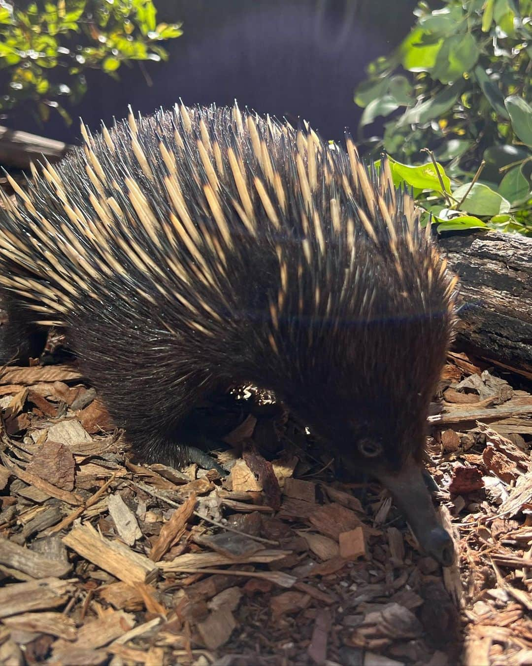 グレン・パウエルさんのインスタグラム写真 - (グレン・パウエルInstagram)「Wild & Wonderful Day @tarongazoo」3月21日 19時36分 - glenpowell