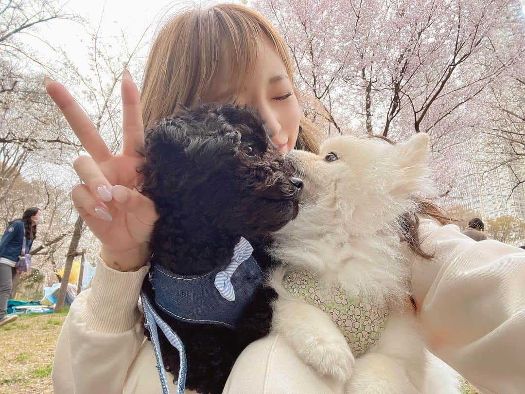 黒宮ちはやのインスタグラム：「(❤˘ ³˘(˘︶˘❤)ちゅ❤   #黒宮ちはや #小悪魔ageha #モデル #キャバクラ #キャバ嬢 #ホステス #ラウンジ #水商売 #お酒 #歌舞伎町 #新宿 #六本木 #銀座 #北新地 #ミナミ #渋谷 #すすきの #シャンパン #華灯 #ディアレスト #犬 #愛犬 #ペット #ポメラニアン #トイプードル #愛犬との暮らし」