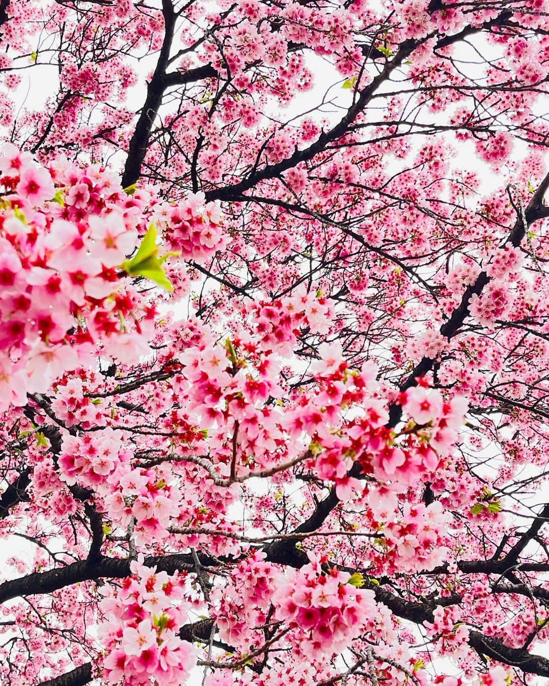 宮村ななこのインスタグラム：「Cherry blossom.  #cherryblossom  #flower  #flowers  #photo  #photography  #桜  #新宿御苑」