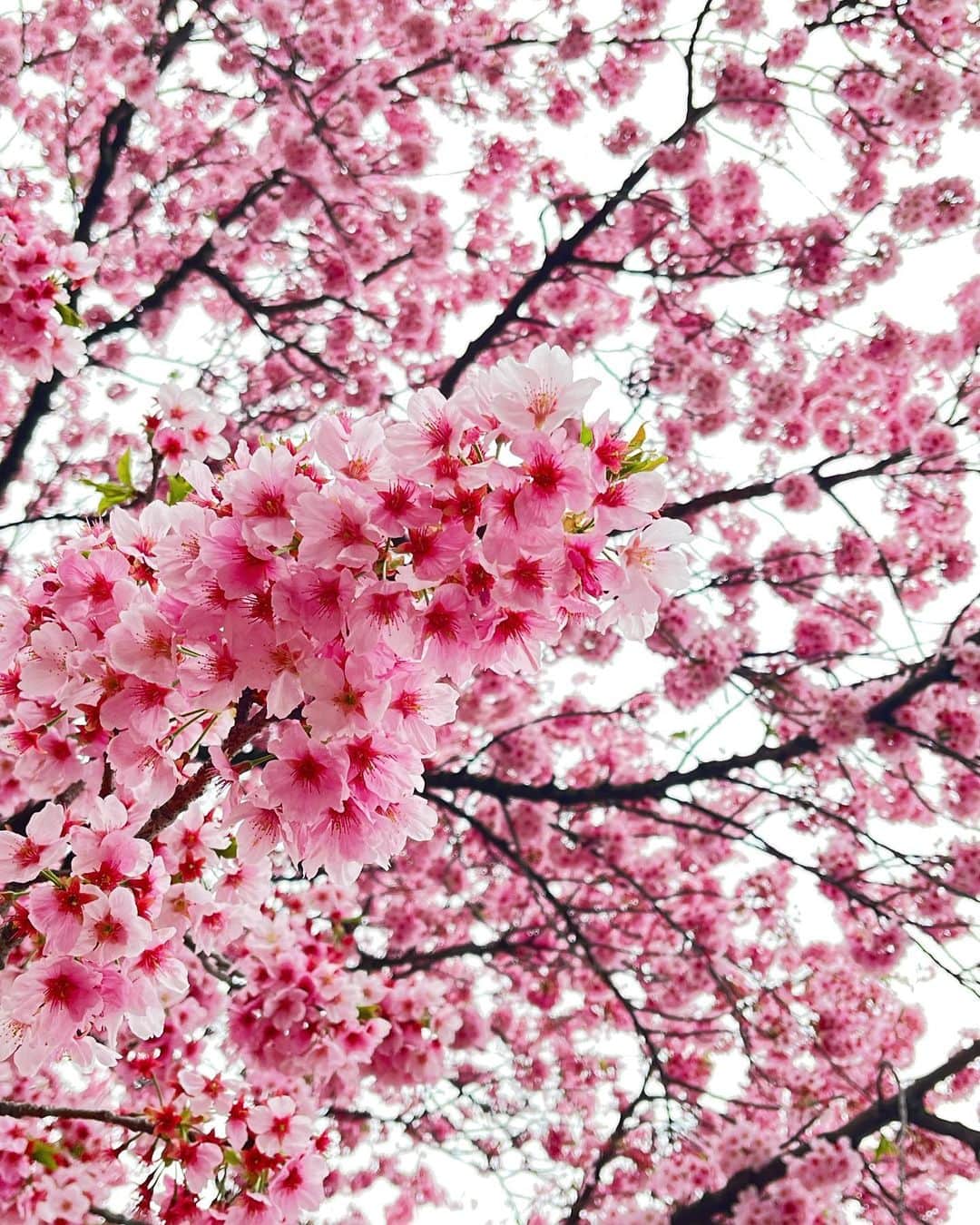 宮村ななこさんのインスタグラム写真 - (宮村ななこInstagram)「Cherry blossom.  #cherryblossom  #flower  #flowers  #photo  #photography  #桜  #新宿御苑」3月21日 19時46分 - miyamuchan_001