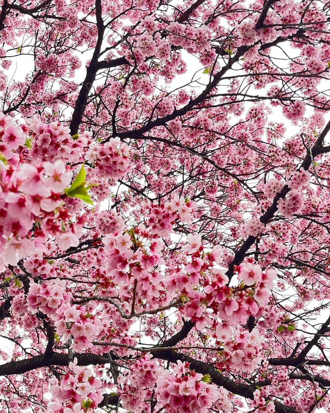 宮村ななこさんのインスタグラム写真 - (宮村ななこInstagram)「Cherry blossom.  #cherryblossom  #flower  #flowers  #photo  #photography  #桜  #新宿御苑」3月21日 19時46分 - miyamuchan_001
