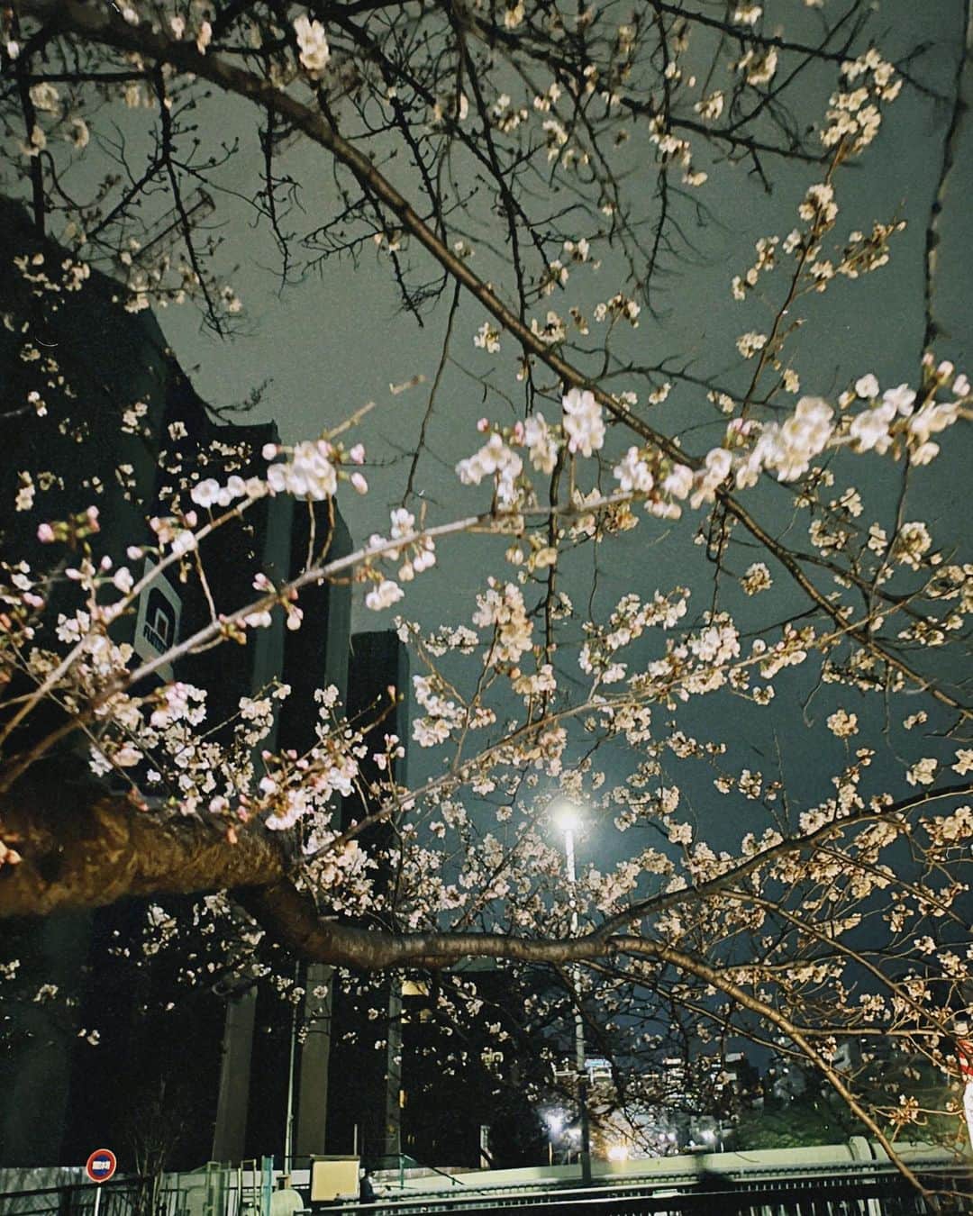安田愛音さんのインスタグラム写真 - (安田愛音Instagram)「. 夜桜🌸」3月21日 19時58分 - ainee.y