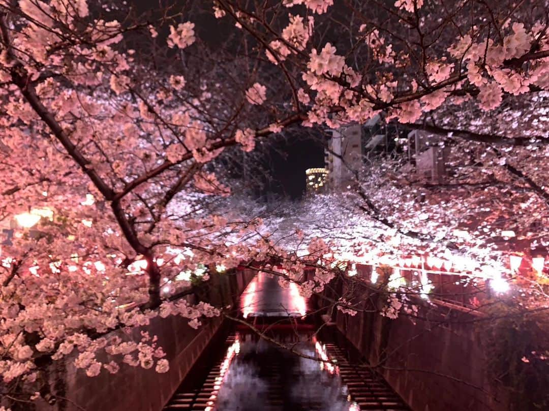 のインスタグラム：「夜桜の夜キレイだなぁ〜  #華原朋美　#夜桜　#キレイなピンク」