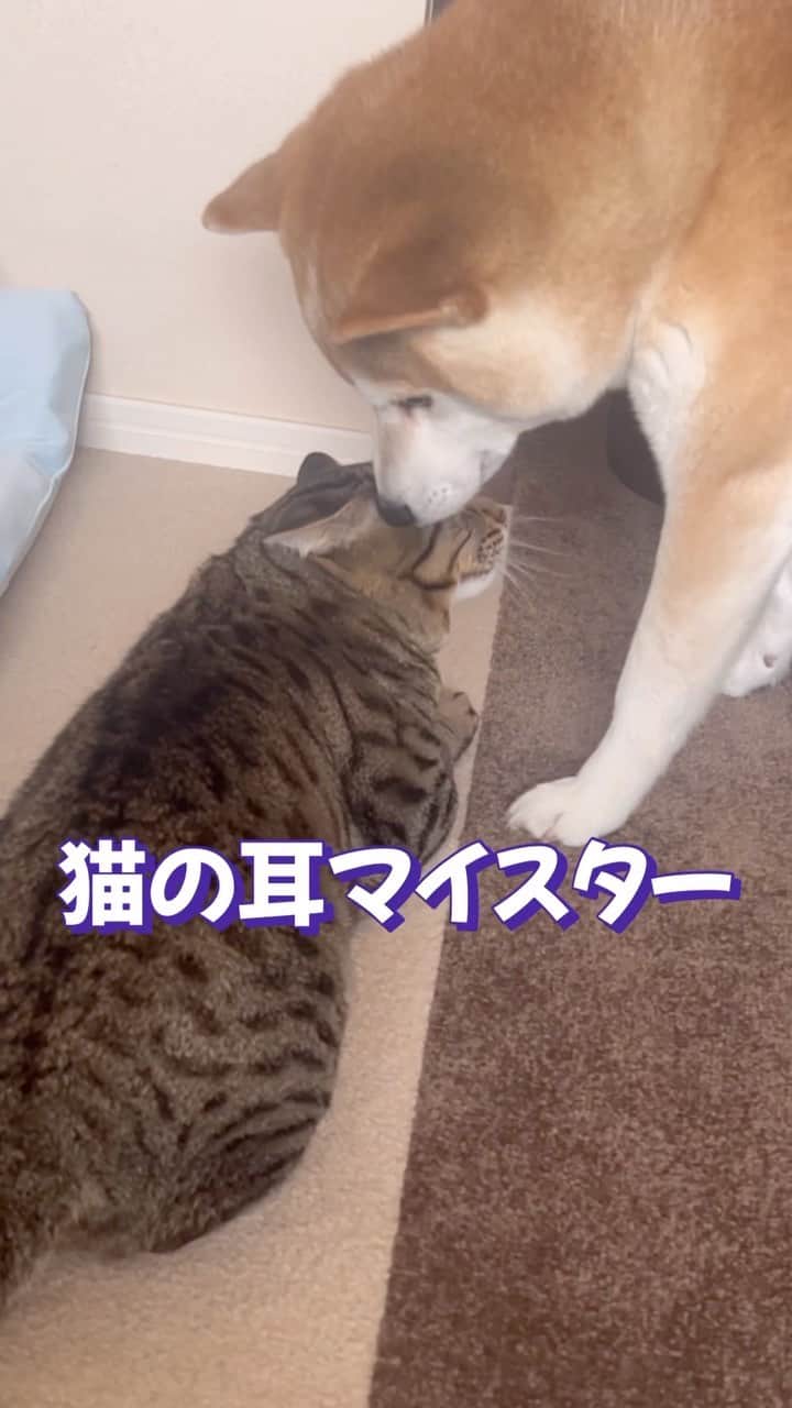 のインスタグラム：「@yuandtoro 今日のゆうとろ。やたら耳舐めして、味わってた😅右と左と味が違うらしい😂  🐕Yu…Shiba ,♂, 2015.06.09, 7th 🐈Toro…Bengal×ASH,♂,2015.07.11,7th 　 きゅんとしたらコメント欄に『❤️』スタンプでリアクション貰えると嬉しいワンニャン🐶😺💕 　 　 #柴犬部　#猫部　#犬と猫どっちも飼ってると毎日たのしい #shibastagram #ゆうの重たい愛情シリーズ」