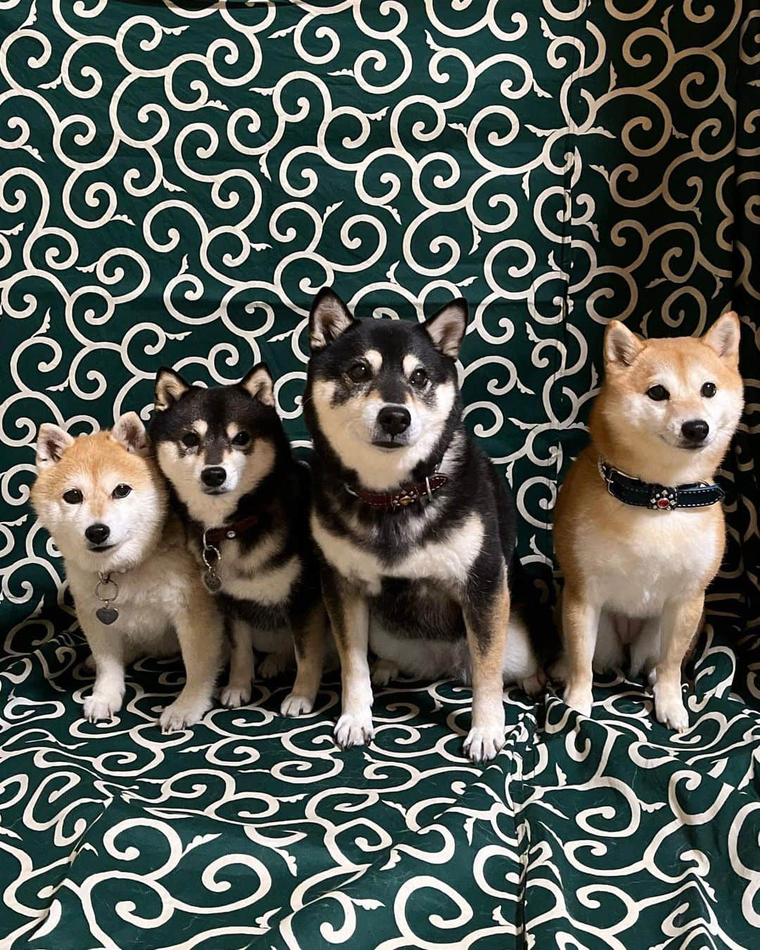 のインスタグラム：「My friends came to my house to play😊⭐️ お友達が遊びに来てくれた😊⭐️  #友達 #friend #home   #犬スタグラム #doglove  #shibaaaaainu #shibaaddict  #しばすたぐらむ #シバフル #わんダフォ #shibamania  #柴犬ライフ#pecoいぬ部 #shiba_snap  #instashiba#cutedogs  #柴犬#shiba #shibainu #shibastagram  #pecoいぬ部 #犬バカ部 #shibainumag_feature #instafollow #dogoftheday  #🐕📷 #theshibasociety  #柴#proudshibas  #柴犬マニア」