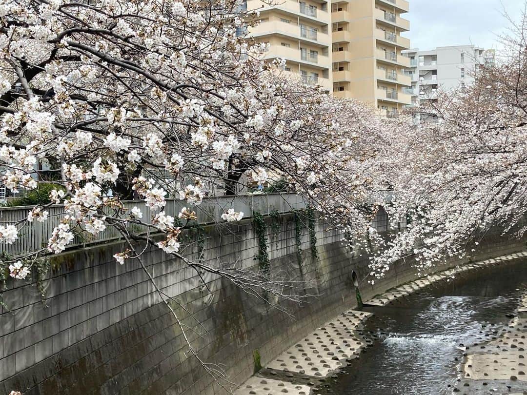 のインスタグラム：「移動の途中 桜が咲いていたのでチラッと花見を  歩いてる人みんな立ち止まって観てたな  日本人は桜が好きだ　って痛感  今度はゆっくり花見したいな」