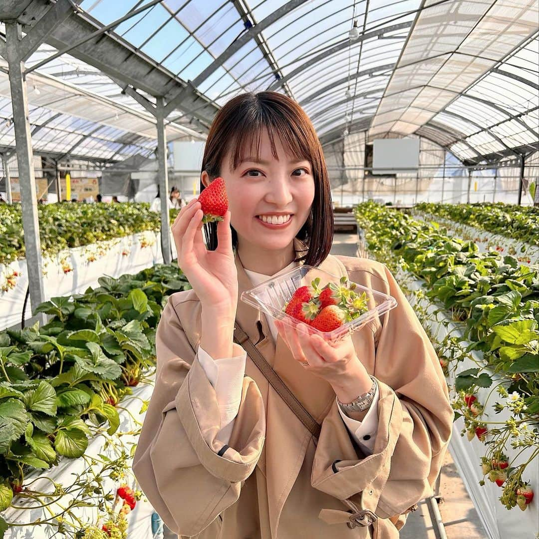 永井友梨さんのインスタグラム写真 - (永井友梨Instagram)「先日いちご狩りへ🍓 みんなでたくさん食べて 幸せな休日でした...🥰 いちごの季節まだまだ楽しみたいちご🍓🍓🍓  #いちご狩り  #いちご #イチゴ #苺 #レイクサイドレッドファーム #ナガイチゴ」3月21日 20時35分 - nagai_y_r