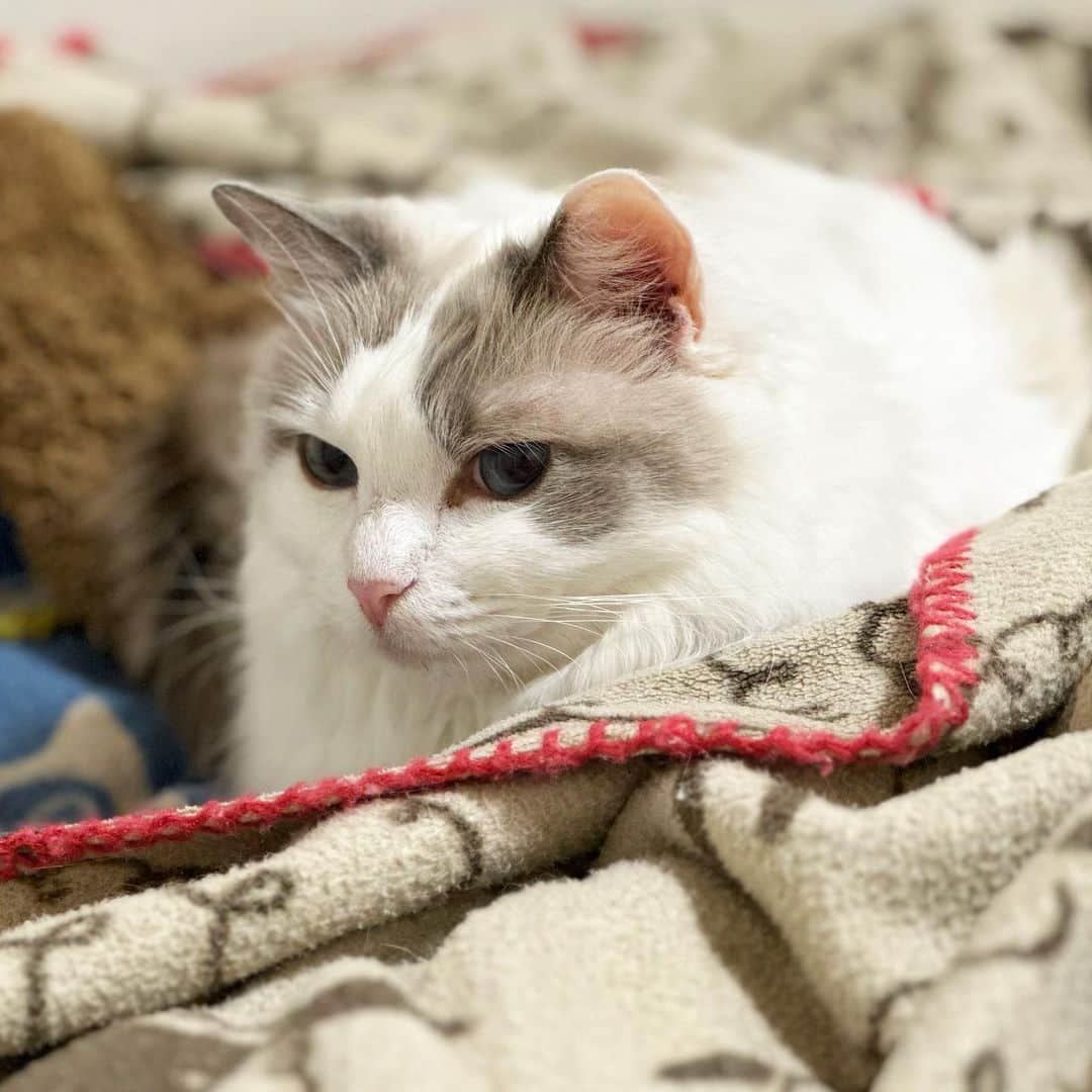 むぎちょこさんのインスタグラム写真 - (むぎちょこInstagram)「みーちゃん 寝ちゃうの？  覗きに行ったら 毛布に潜ったり出たり 潜ったり出たりしてました🐾  🐱みるく #ラグドール #おねむ猫  #ねこすたぐらむ  #catsofinstagram」3月21日 20時40分 - mugi325channel