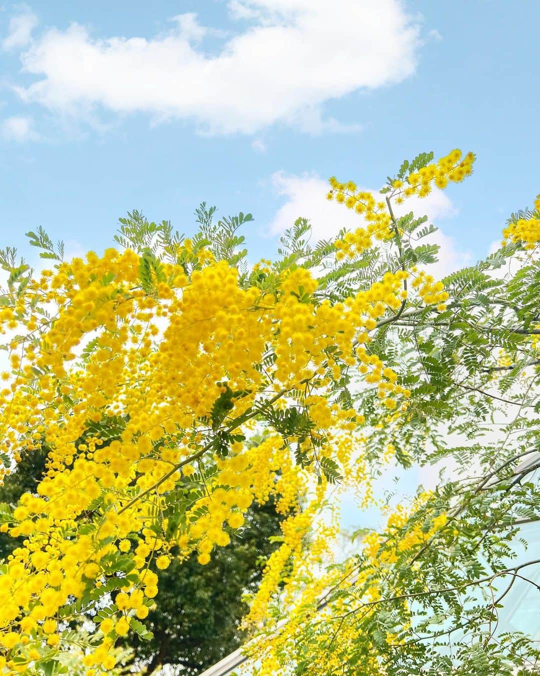 みゆこのインスタグラム：「春の訪れを告げてくれるお花💛  花粉症🤧辛いから以前はあまり可愛らしさが分からなかったんだけど…笑。  ここ数年はポンポンみたいな丸い姿がかわいくて、春だなーと思わせてくれるお花🧸🙌  今年も綺麗に咲いてます☺️🫶  #mimosa#springflowers#春の花#ミモザ#💛💛💛#yellowflowers#3月」