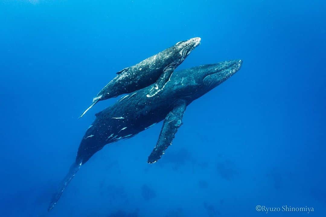 篠宮龍三のインスタグラム：「今日は親子クジラがたくさんいました。  午前中にこの写真の親子に会い、その後も親子+エスコート、別の親子がうろうろ。  スイムチャンスは少なかったですが、トータル11頭もいました。  沖縄ホエールスイムツアー 3/24 空席２  少人数のチャーターツアーです。 お早めにお問い合わせください！  #ホエールスイム #ホエール #ザトウクジラ #クジラスイム #フリーダイビング #フリーダイバー #フリーダイブ」