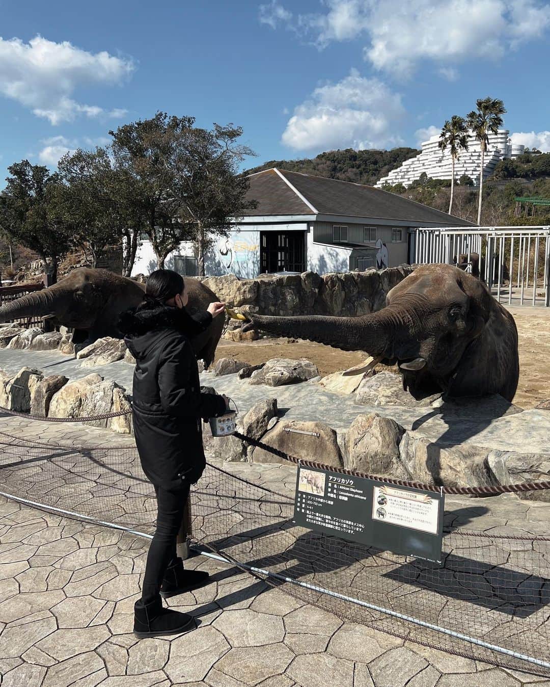 のインスタグラム：「アドベンチャーワールドでは ゾウ🐘キリン🦒ラクダ🐪サイ🦏シカ🦌 に餌やりしてきたよ！！😳  こんなに動物に近づいたの初めてかも✨  娘を楽しませるつもりが… ちゃっかり大人も楽しんできちゃった🤭🎶  そして私は終始、へっぴり腰でした🤣  #アドベンチャーワールド #zoo」
