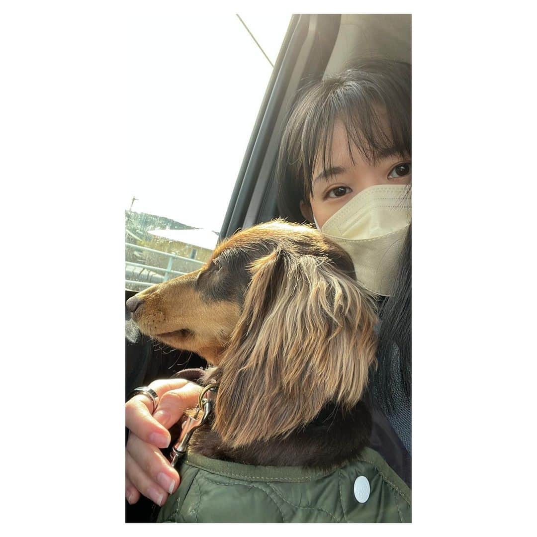 一木千洋のインスタグラム：「実家に帰った時の思い出。 年始に帰れなくて寒さも和らいできたのでこのタイミングで帰省しました。 犬の写真ばっかり！顔がすごく可愛いと感じるのは親バカ的な感覚なのでしょうか。それを差し引いてみても、可愛いと分かってる目でこちらを見ている気がするのでついつい構っちゃう…。可愛いやつです。 4枚目の写真はお父さんと私と犬です。  そして、今回の帰省では10年ぶりに小中の同級生に会えてとても楽しかったです。 「こんなことあったよね」と話せる友達がいるって幸せですね。  次の帰省の楽しみが増えました✨ #カニヘン #帰省 #ダックスフンド」