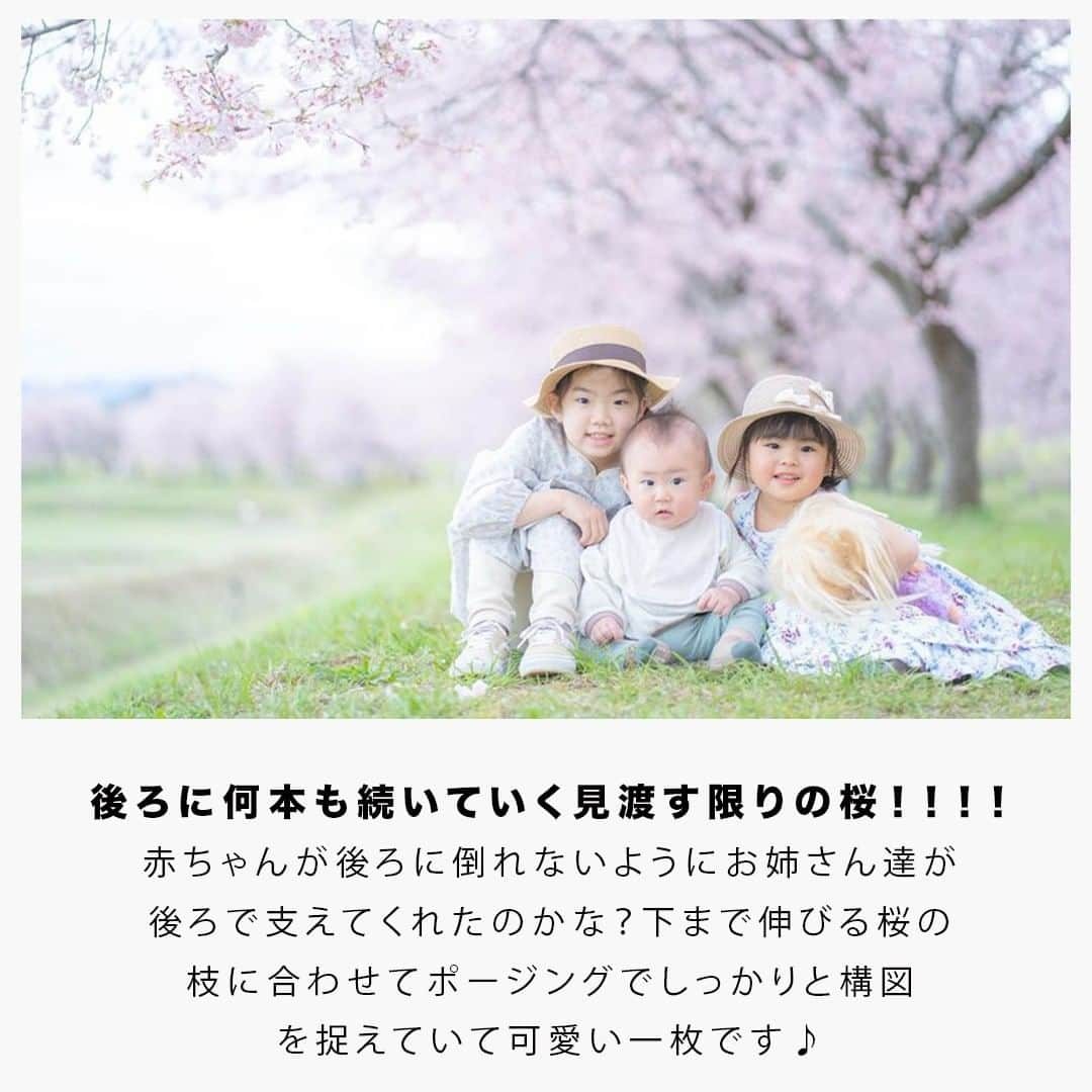 フォトリ Magazineさんのインスタグラム写真 - (フォトリ MagazineInstagram)「【桜並木のカーブ埼玉北浅羽桜堤　写真紹介！】  桜の名所紹介をしたいと考えたくさん調べる中でとても素敵な場所を見つけてしまったので 今回は埼玉県北浅羽桜堤の写真紹介です！ 絶対今年行けなくても来年行きたい場所になりました✨  「参考になった！」と思った方は、いいね♡を押していただけると嬉しいです😍 また、撮影で参考にするときのために投稿を保存しておくと便利です♪ . . . 素敵なお写真を投稿して下さいました皆様をご紹介👏 ① @___a_su_  さん ② @shi0526on  さん ③ @__yu.144  さん ④ @miu.design_  さん ⑤ @_mo_1039__  さん ⑥ @_miki____33333  さん ⑦ @nana.umino_photography さん 皆様、ありがとうございました💕 . . . 「何気ない日常の中で、元気をもらえる瞬間」が撮影できたら #写真で明日をもっと楽しく のタグをつけて、お写真投稿してね🙆‍♀️ 投稿してくださった方の中から、紹介させていただきます✨  --------------------------* . 👩‍👩‍👧‍👧写真で明日をもっと楽しくするオンラインサロン「フォトリ大学」 人数限定のオンラインコミュニティです。みんなと繋がる、写真が上達する、アットホームな場所です🙆‍♀️ . 💪カメラマン養成講座　フォトリ大学プロ 無料体験実施中！初心者からでも安心のパーソナルトレーニングでぐんぐん上達 . 詳しくはURLから🙆‍♀️ --------------------------*.  #一眼レフ初心者 #カメラのある生活 #ファインダー越しの世界 #その瞬間に物語を #何気ない瞬間を残したい #ig_japan #ママカメラ #カメラ上手くなりたい #写真上手くなりたい #ノスタルジーな瞬間を #カメラのある生活 #ポトレのセカイ #写真教室 #レタッチ練習中 #高校生カメラマン #photography #写真撮ってる人と繋がりたいりたい  #ポートレート写 #カメラガールズ真好 #children_jp #kids_japan #写真加工 #こどものいる暮らし #子どもの日常をもっと写真に #写真好きな人と繋がりたい #北浅羽桜堤 #北浅羽桜堤公園 #桜写真 #桜撮影」3月21日 21時00分 - photream_college