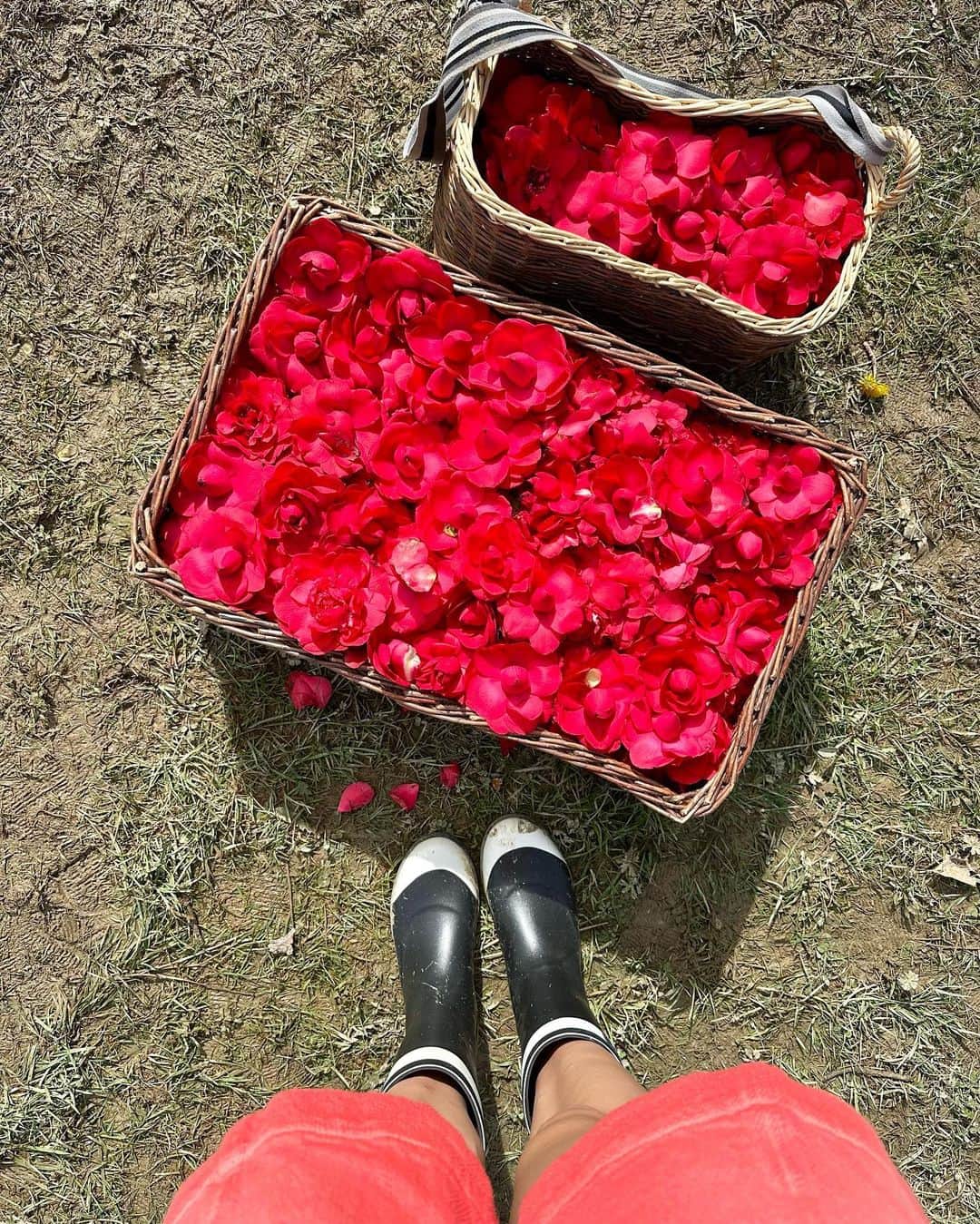 シボーン・バーナデット・ホーヒーさんのインスタグラム写真 - (シボーン・バーナデット・ホーヒーInstagram)「Farm girl for the day 👩🏻‍🌾🧺  Last week I had the pleasure of visiting Chanel’s open sky lab and garden in Gaujacq. The camellias grown here are used in their skincare products. The red camellias 🌺 I was holding could very much be in the next #n1dechanel product you use!  I could tell everyone who works there, from the plant producers to the scientists, is so passionate about dedicating their love, care, and expertise to making sure the flowers blossom year after year. They also ensure to safeguard an ecosystem that is not only home to the beautiful camellias, but also to the surrounding plants and wildlife 🌳🌿🐝🐞🦋  As this is the birthplace of Chanel skincare, I could really feel Chanel’s effort in encouraging plant conversation, and their respect for the environment, to guarantee the same quality of camellias today and tomorrow 💫  Merci beaucoup @chanel.beauty for allowing me to witness and learn about this botanical wonder ✨  #chanelskincare  #chanelcamelliaexpert」3月21日 21時05分 - siobhanhaughey01