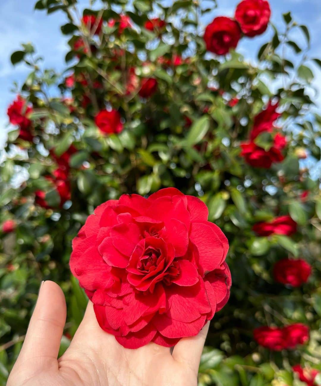 シボーン・バーナデット・ホーヒーさんのインスタグラム写真 - (シボーン・バーナデット・ホーヒーInstagram)「Farm girl for the day 👩🏻‍🌾🧺  Last week I had the pleasure of visiting Chanel’s open sky lab and garden in Gaujacq. The camellias grown here are used in their skincare products. The red camellias 🌺 I was holding could very much be in the next #n1dechanel product you use!  I could tell everyone who works there, from the plant producers to the scientists, is so passionate about dedicating their love, care, and expertise to making sure the flowers blossom year after year. They also ensure to safeguard an ecosystem that is not only home to the beautiful camellias, but also to the surrounding plants and wildlife 🌳🌿🐝🐞🦋  As this is the birthplace of Chanel skincare, I could really feel Chanel’s effort in encouraging plant conversation, and their respect for the environment, to guarantee the same quality of camellias today and tomorrow 💫  Merci beaucoup @chanel.beauty for allowing me to witness and learn about this botanical wonder ✨  #chanelskincare  #chanelcamelliaexpert」3月21日 21時05分 - siobhanhaughey01