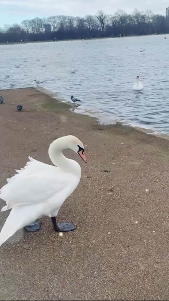 小川夏果のインスタグラム：「#london #garden #animal #swan ベルリンで出会ったロンドン在住のフィルムメーカーの方のオススメでベルリン後にロンドンへ行ってきました。映画産業の仕組みが整っているロンドンの映画事情を色々教えてもらいとても良い刺激になりました。ロンドンで泊まったホテルの目の前にあった公園は都会の中にあってすごく良かった。こんなに白鳥を近くで見たのは初めてだ🦢笑 ロンドンはとても美しい場所でした。 #as_archive #igtravel #igdaily #naturelovers #nat_archive #nationalpark #londonlife #filmindustry #filmmaker #shoot #beautifulplaces #niceplace #location  #ロンドン」