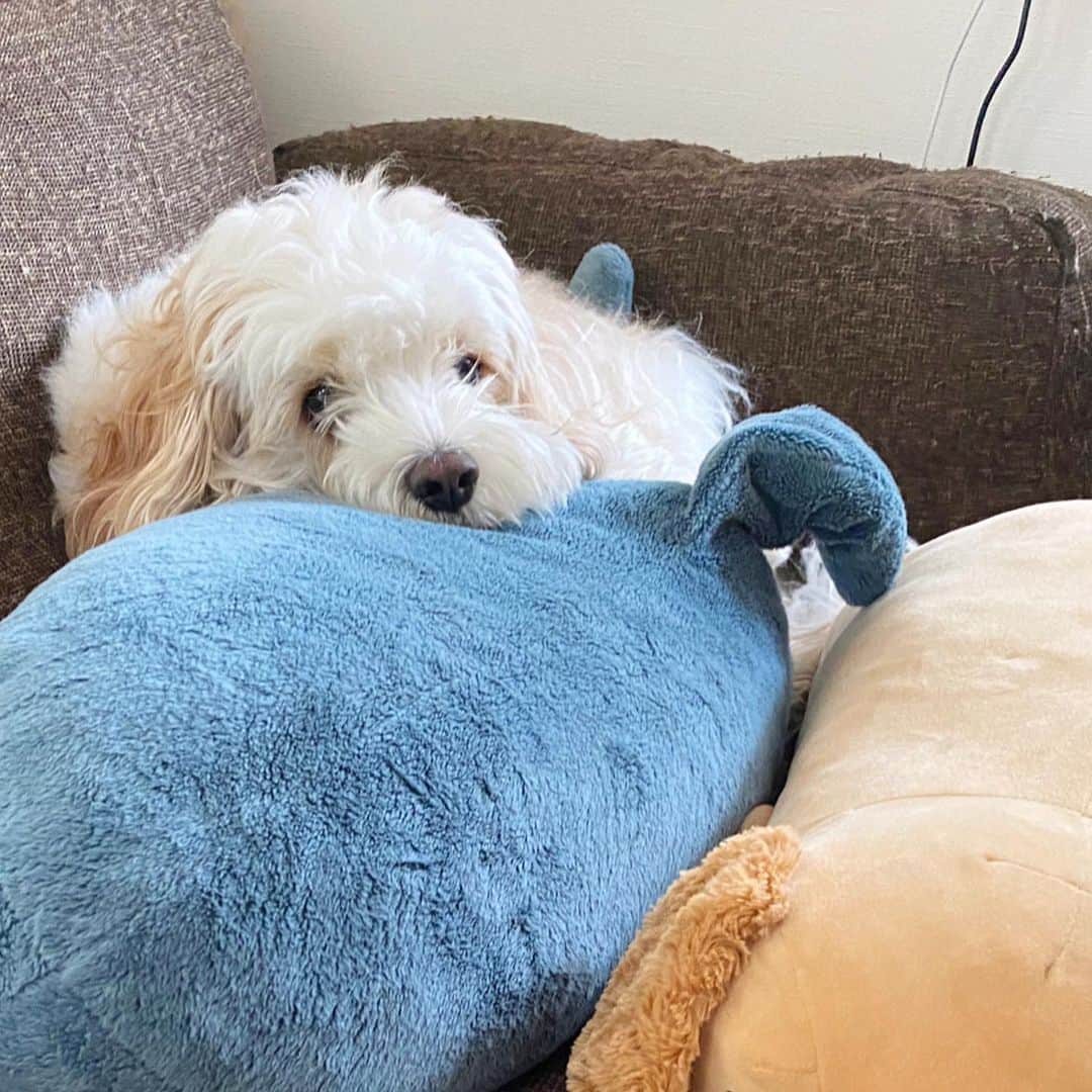 あんちゃんさんのインスタグラム写真 - (あんちゃんInstagram)「もっけもけ🐏  カットのスパン少し長めにしてみたら 想像以上に伸びが早かった🤣🤣  こんなボサボサぼふぼふなあんちゃん 久しぶりに見た😂💓  これはこれで可愛いけど ブラッシングが大変なのと 視界が悪くて可哀想だな🤔💦  換毛期なのかな？？？ 毛のもつれが…🤦🏻‍♀️  明日はトリミング✂️✨  ふわふわキレイな モチモチあんちゃんに会うの 今から楽しみーっ😚❤️  #キャバションあんちゃん  #あんちゃん　#ぬいぐるみ犬 #スヌーピー  #スヌーピー犬 #キャバション　#キャバビション　 #キャバリア #キャバリアキングチャールズスパニエル #ビションフリーゼ　 #犬 #ふわもこ部  #いぬすたぐらむ #犬のいる暮らし  #わんこなしでは生きていけません会 #いぬのきもち  #犬好きな人と繋がりたい #短足部　#比熊犬 #doglove #cavachon #inustagram #puppy  #snoopy #andy #멍스타그램 #개스타그램」3月21日 21時34分 - anchan_0115_andy