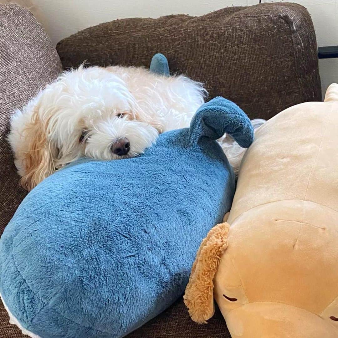 あんちゃんさんのインスタグラム写真 - (あんちゃんInstagram)「もっけもけ🐏  カットのスパン少し長めにしてみたら 想像以上に伸びが早かった🤣🤣  こんなボサボサぼふぼふなあんちゃん 久しぶりに見た😂💓  これはこれで可愛いけど ブラッシングが大変なのと 視界が悪くて可哀想だな🤔💦  換毛期なのかな？？？ 毛のもつれが…🤦🏻‍♀️  明日はトリミング✂️✨  ふわふわキレイな モチモチあんちゃんに会うの 今から楽しみーっ😚❤️  #キャバションあんちゃん  #あんちゃん　#ぬいぐるみ犬 #スヌーピー  #スヌーピー犬 #キャバション　#キャバビション　 #キャバリア #キャバリアキングチャールズスパニエル #ビションフリーゼ　 #犬 #ふわもこ部  #いぬすたぐらむ #犬のいる暮らし  #わんこなしでは生きていけません会 #いぬのきもち  #犬好きな人と繋がりたい #短足部　#比熊犬 #doglove #cavachon #inustagram #puppy  #snoopy #andy #멍스타그램 #개스타그램」3月21日 21時34分 - anchan_0115_andy