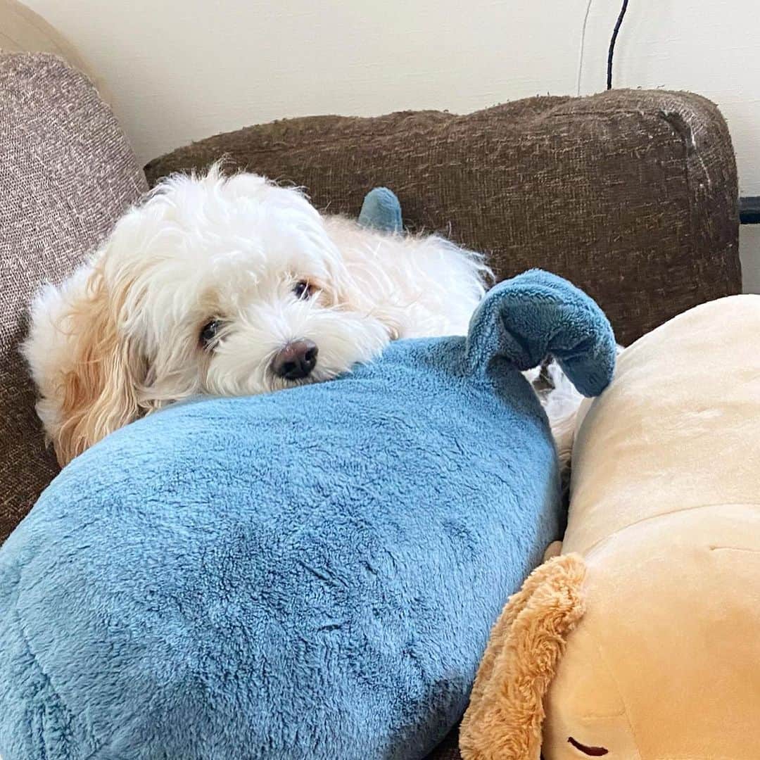 あんちゃんさんのインスタグラム写真 - (あんちゃんInstagram)「もっけもけ🐏  カットのスパン少し長めにしてみたら 想像以上に伸びが早かった🤣🤣  こんなボサボサぼふぼふなあんちゃん 久しぶりに見た😂💓  これはこれで可愛いけど ブラッシングが大変なのと 視界が悪くて可哀想だな🤔💦  換毛期なのかな？？？ 毛のもつれが…🤦🏻‍♀️  明日はトリミング✂️✨  ふわふわキレイな モチモチあんちゃんに会うの 今から楽しみーっ😚❤️  #キャバションあんちゃん  #あんちゃん　#ぬいぐるみ犬 #スヌーピー  #スヌーピー犬 #キャバション　#キャバビション　 #キャバリア #キャバリアキングチャールズスパニエル #ビションフリーゼ　 #犬 #ふわもこ部  #いぬすたぐらむ #犬のいる暮らし  #わんこなしでは生きていけません会 #いぬのきもち  #犬好きな人と繋がりたい #短足部　#比熊犬 #doglove #cavachon #inustagram #puppy  #snoopy #andy #멍스타그램 #개스타그램」3月21日 21時34分 - anchan_0115_andy