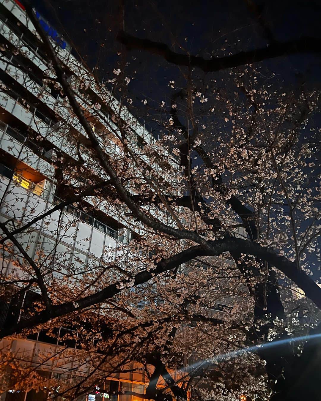 葉月蓮さんのインスタグラム写真 - (葉月蓮Instagram)「🐥」3月21日 21時43分 - hazuki_ren_