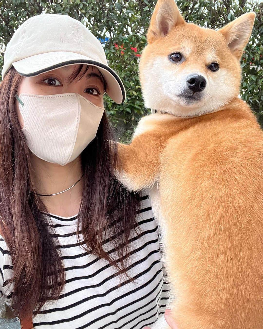 崎本ゆかりのインスタグラム：「🐕 今回の帰省も法要のためバタバタでしたが この方はどんな時も癒しでありました♡ #肩乗り犬 呼ぶとしっかり振り向いてくれるんだけど…2枚目の体勢なに🤣 私のお腹に後ろ足ピーン笑える〜！！(痛いですw  3歳になりました❤️  #豆柴 #ポーズ  #こう見えて女の子 #家族 #愛犬 #かわいい #癒し #帰省 #寝起き #ボサボサ  #mameshiba #lovely #🎪」