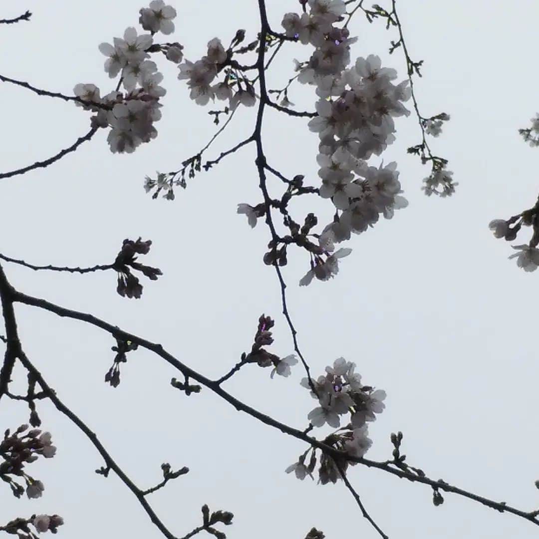 若狭たけしさんのインスタグラム写真 - (若狭たけしInstagram)「近所もだいぶ咲きました。しかし青空になってくれないと桜色が映えない。 #桜」3月21日 22時11分 - takeshi_wakasa