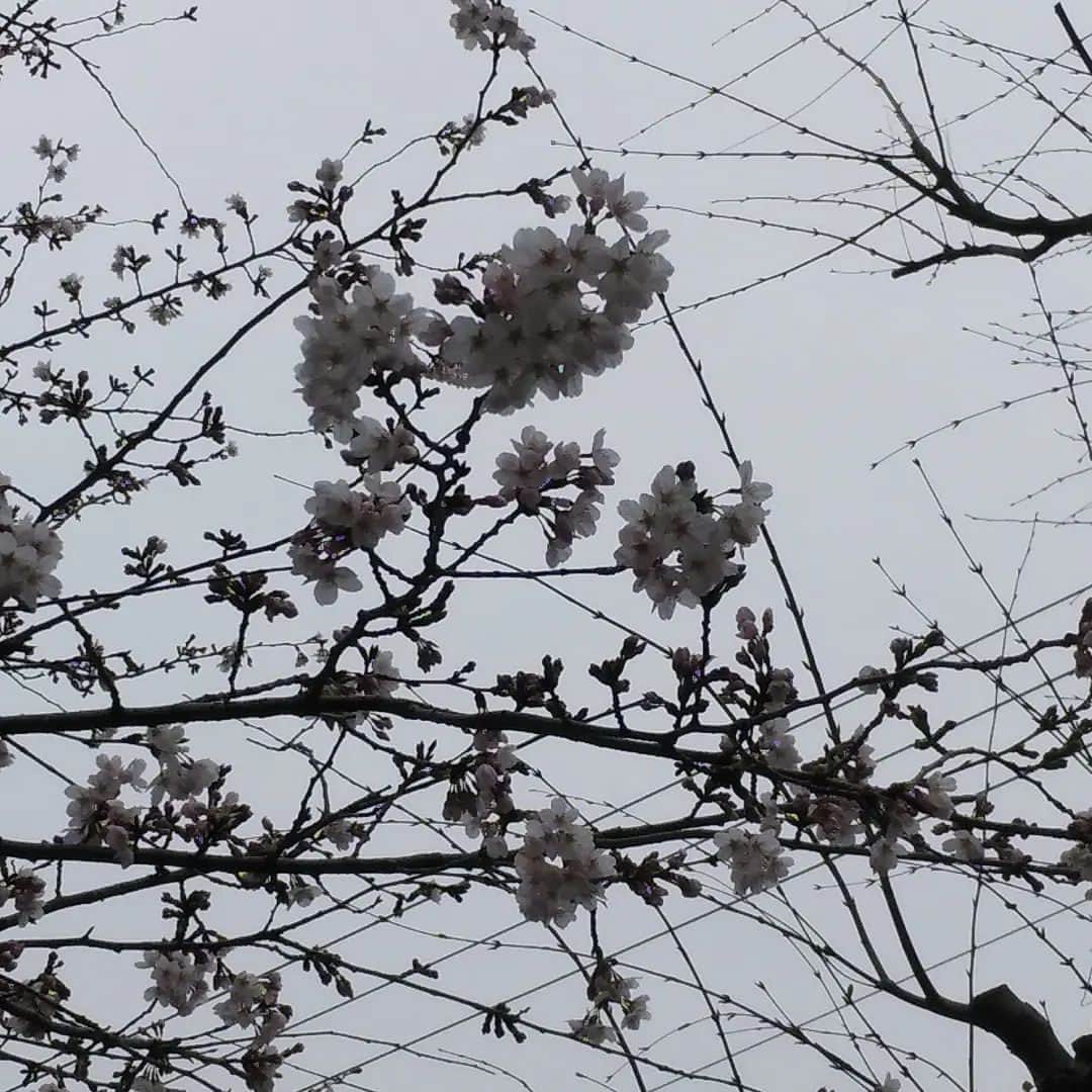 若狭たけしさんのインスタグラム写真 - (若狭たけしInstagram)「近所もだいぶ咲きました。しかし青空になってくれないと桜色が映えない。 #桜」3月21日 22時11分 - takeshi_wakasa
