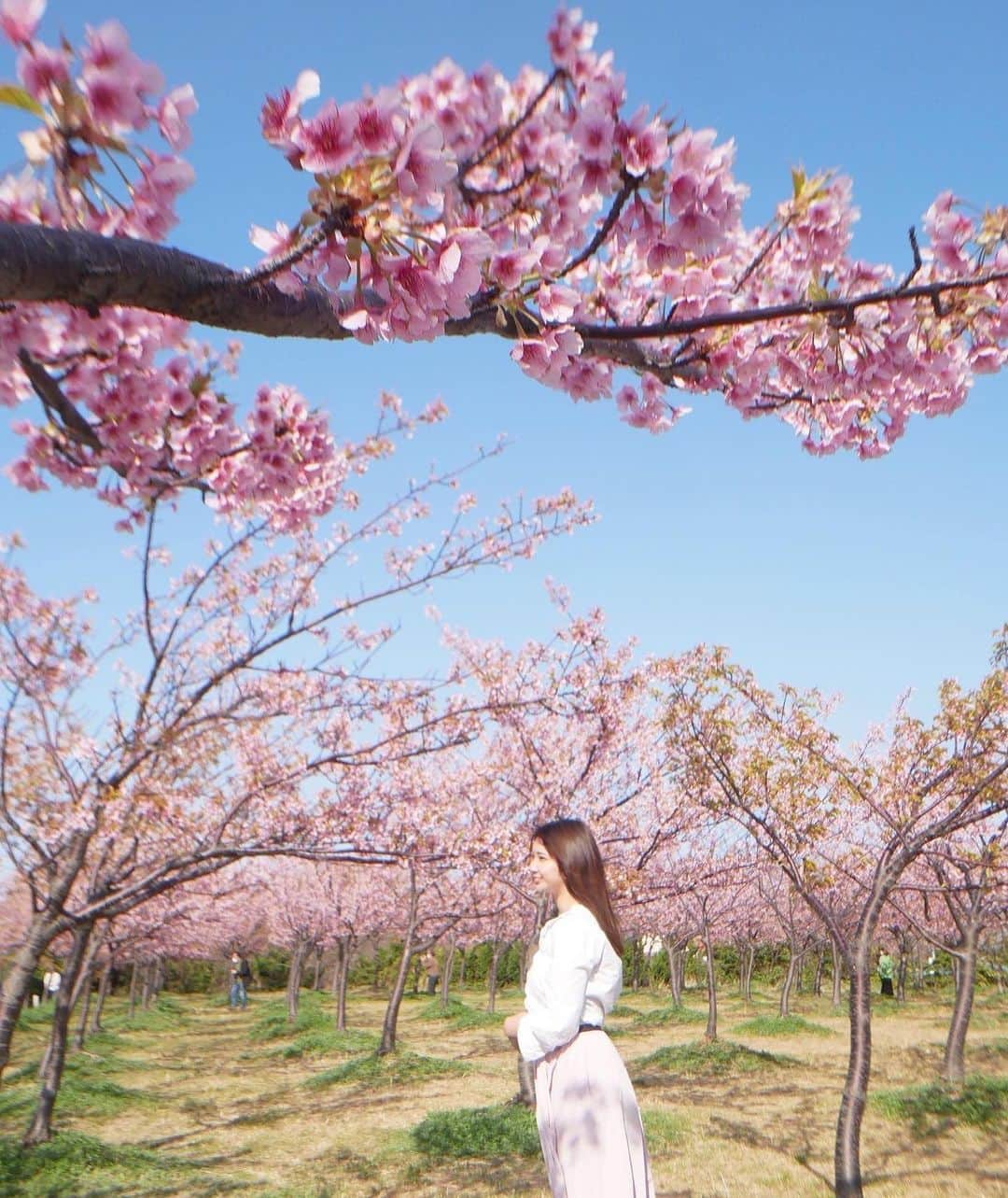 しゃらのインスタグラム：「大根島の桜スポットで幼馴染とオバショット撮って、フルーツ大福つくれるお店にいった🌸🍓おいしい〜春だな〜  #河津桜#米子カフェ#手打ち蕎麦と甘味満星#蕎麦屋さん #Uターン暮らし#2年目突入#花粉症 #目黒川咲いてるかな」