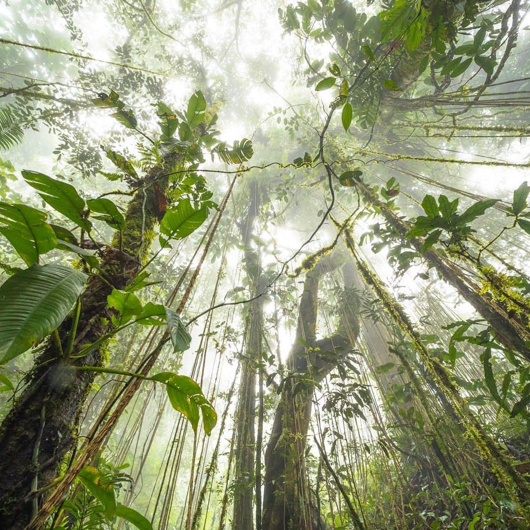 Tim Lamanさんのインスタグラム写真 - (Tim LamanInstagram)「Happy International Day of Forests! I’ve been photography rainforests and rainforest wildlife for my whole career, to help spread the word on their importance.  Join me now for a Q&A session with my partner @GitzoInspires from 09:30-11:30 US Eastern time (14:30-16:30 CET) on their IG Stories.  I’ll be there to answer your questions about forests and forest photography. #worldforestday #rainforest #borneo #papua #orangutan @SaveWildOrangutans #internationaldayofforests」3月21日 22時30分 - timlaman