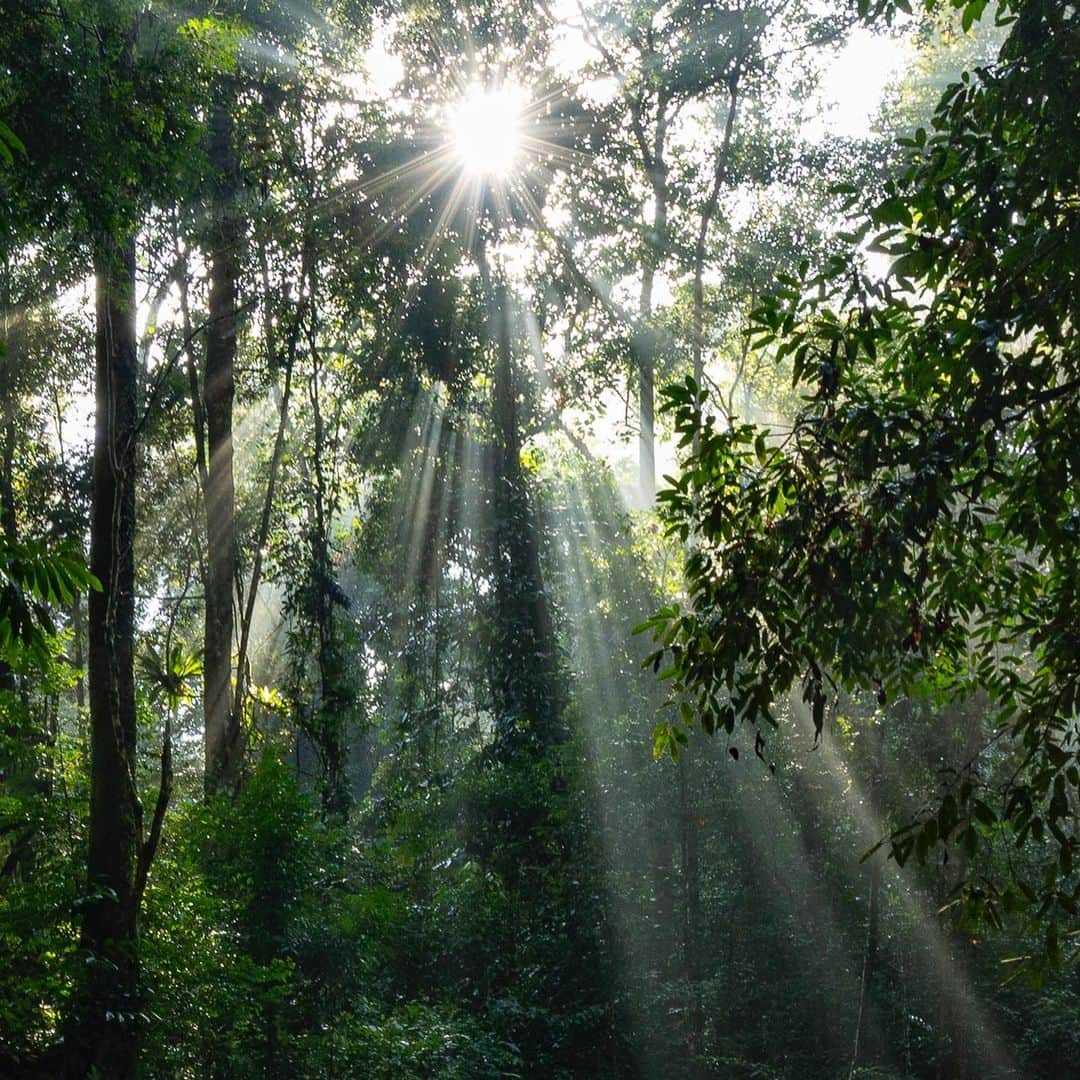 Tim Lamanさんのインスタグラム写真 - (Tim LamanInstagram)「Happy International Day of Forests! I’ve been photography rainforests and rainforest wildlife for my whole career, to help spread the word on their importance.  Join me now for a Q&A session with my partner @GitzoInspires from 09:30-11:30 US Eastern time (14:30-16:30 CET) on their IG Stories.  I’ll be there to answer your questions about forests and forest photography. #worldforestday #rainforest #borneo #papua #orangutan @SaveWildOrangutans #internationaldayofforests」3月21日 22時30分 - timlaman