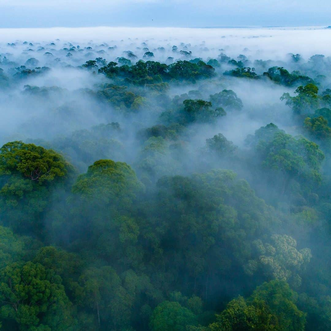 Tim Lamanさんのインスタグラム写真 - (Tim LamanInstagram)「Happy International Day of Forests! I’ve been photography rainforests and rainforest wildlife for my whole career, to help spread the word on their importance.  Join me now for a Q&A session with my partner @GitzoInspires from 09:30-11:30 US Eastern time (14:30-16:30 CET) on their IG Stories.  I’ll be there to answer your questions about forests and forest photography. #worldforestday #rainforest #borneo #papua #orangutan @SaveWildOrangutans #internationaldayofforests」3月21日 22時30分 - timlaman