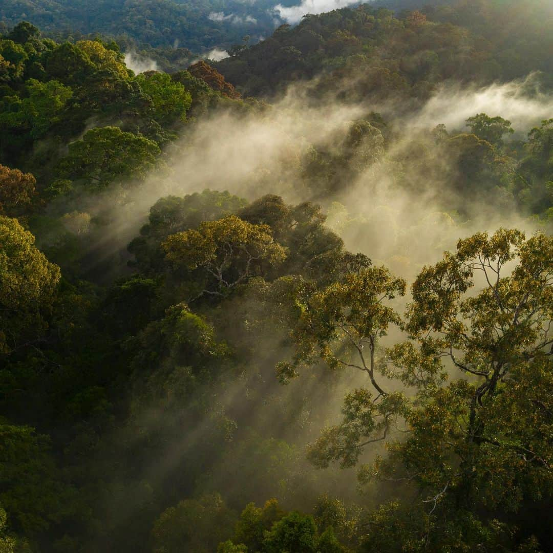 Tim Lamanさんのインスタグラム写真 - (Tim LamanInstagram)「Happy International Day of Forests! I’ve been photography rainforests and rainforest wildlife for my whole career, to help spread the word on their importance.  Join me now for a Q&A session with my partner @GitzoInspires from 09:30-11:30 US Eastern time (14:30-16:30 CET) on their IG Stories.  I’ll be there to answer your questions about forests and forest photography. #worldforestday #rainforest #borneo #papua #orangutan @SaveWildOrangutans #internationaldayofforests」3月21日 22時30分 - timlaman