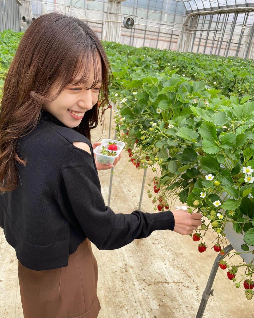 神岡実希のインスタグラム：「ー いちご狩り。スターナイトがお気に入り。🍓💫  #いちご狩り #いちご狩り🍓 #いちご」