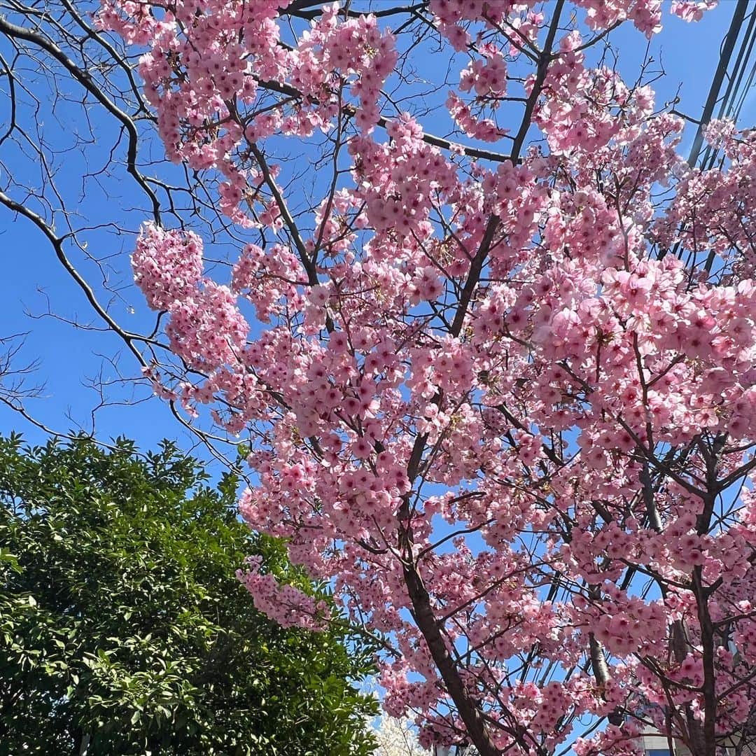 有坂美香さんのインスタグラム写真 - (有坂美香Instagram)「【🌸春分の日🌸Equinox Day 🌞🌝】 3.2.1 . Go❣️ ということで気持ちも新たに♫  お正月から3ヶ月、個人的に新年の誓いで掲げたちいさな目標達がちゃんと続けられてて、完全に習慣化されたことが嬉しい毎日です😃  そして今日から新しく、横浜は元町でもレッスンを始めました♫♫♫   今日は一年の中でも新しい事を始めるには最高の日、と聞いたので、無条件に心が躍りました♫  でも同時に様々な場面で自分のミスが浮き彫りになり、沢山の方にご迷惑をかけた一日でした😭　これも、自分の行動、見直せーよ、という事でしかないと猛反省してます🙏そんな中でも、いやいや、こちらも確認すれば良かったよ、と各所寛大なご対応😭私も人の心をすっと楽にさせるような、そういう人間になりたいと本気で思いました。  ３月末は沢山の喜びが溢れかえっています。  うちの子も０歳から通った保育園を今週末に卒園🌸🌸🌸🌸🌸🌸  近所のお友達もお歌のお友達も進級おめでとう㊗️ 4月からはマスクも無しでたくさんの笑顔が見れて最高❣️  そして去年から担当している沢山の生徒さんがスクールを卒業👏👏👏👏👏👏 本当におめでとう😭❤️ みんなは絶対的に記憶に残る学年、これからが楽しみです♫  更に去年出会った才能の塊のアーティストさん達もこの春より本格始動♫♫♫♫♫ 今日も素晴らしいレッスンでした❣️こっからがスタートですね♫❤️ 皆さんを信じている♫  更に たっくさん勉強して誰よりも努力してたボイストレーナーの音もだちが高く高く羽ばたいていて感激😭👏👏👏👏👏　 自分の声に具体策がほしい人はぜひ check→ @miho_kosai   姉の息子もドイツから日本に留学してて、先日高校卒業→日本の大学(早稲田国際！)入学おめでとう㊗️  そして何より、、  家族がみんなそれなりに元気で 幸せで、ご先祖様に感謝です🙏🙏🙏🙏  暦の上では３月だけど なんか新年！って感じのエネルギーを 感じまくってます♫  皆さんと一緒に楽しい新年度を迎えられたら嬉しいです♫  ♪･:*:･･:*:･♪･:*:･･:*:･♪ @mikaarisaka Ms.World Universal  International 2022 in Sydney, Australia 💎Ms.World Universal Elite 2022 3rd Runnder Up  入選  特別賞W受賞 💎Ms.World Universal  People's Choice Winner 2022 💎Ms.World Universal Congeniality Winner 2022  💎Ms.World Universal Japan Ambossador 2022 日本代表💎Wellness Rose Rei(株)アンバサダー💎港区観光大使　 ♪:*:･･:*:･♪･:*:･･:*:･♪･:*:･･:*:･♪  #有坂美香　#有坂美香andthesunshowers #シンガー　#ボイトレ　#コミュニケーション術 #ローズクルセイダーズ #ミセスインターナショナル #ミズファビュラス #ミズワールドユニバーサル  #社会貢献  #mrsinternational #msfabulous #rosecrusaders #msworlduniversal #世界大会出場　#横浜元町商店街　#横浜　#横浜ボイトレ　#横浜ゴスペル #卒園　#卒業　#歌唱指導 #歌が上手くなる　#英語の歌」3月21日 22時34分 - mikaarisaka