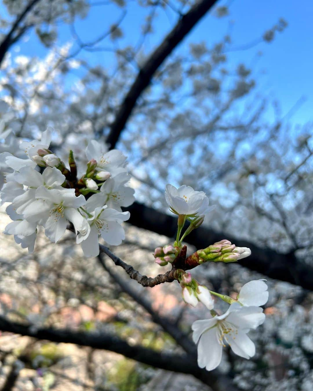 内田侑希さんのインスタグラム写真 - (内田侑希Instagram)「桜ヒラヒラ〜  春分の日🌸 (写真は昨日)」3月21日 22時37分 - uchida_yukkii