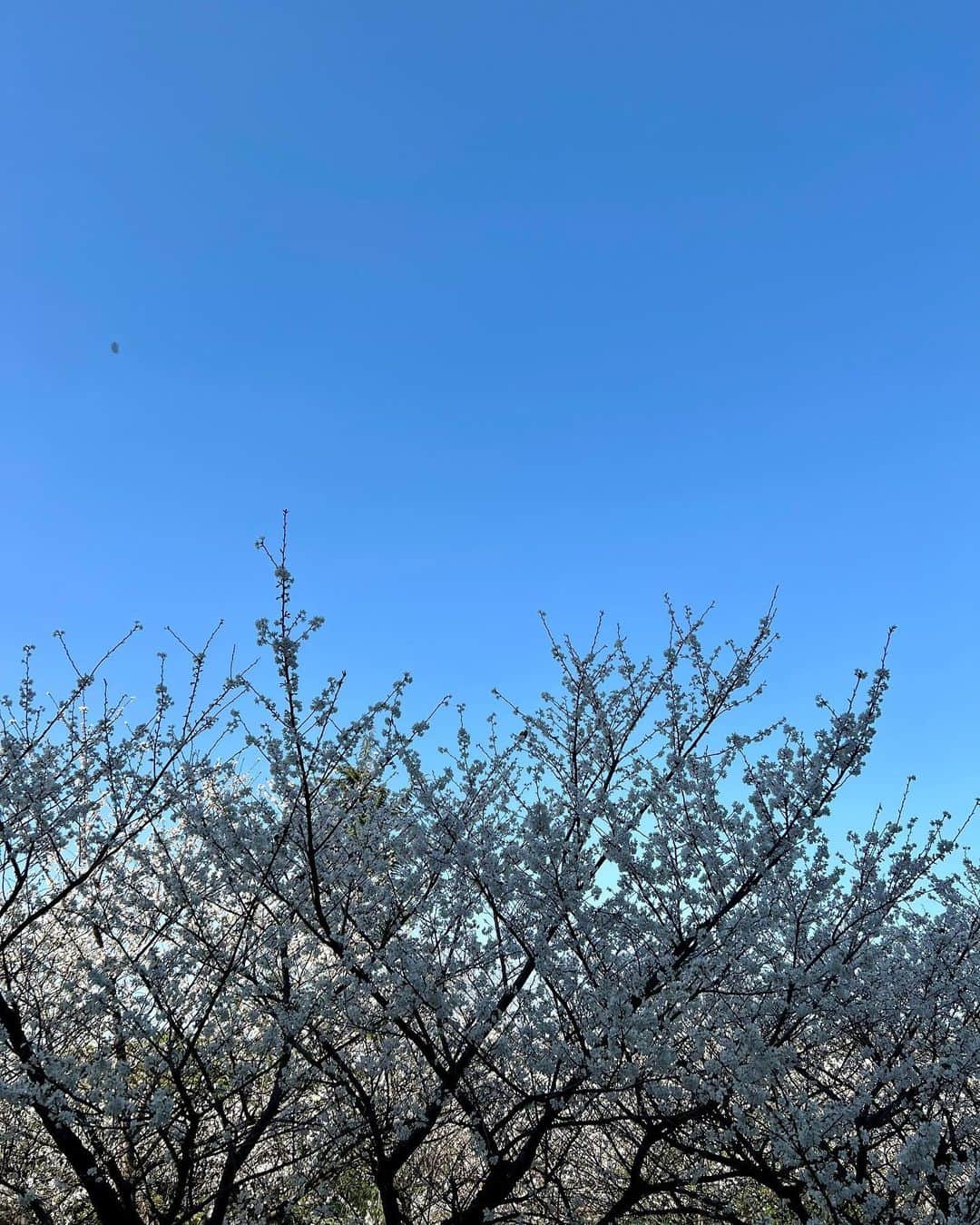 内田侑希のインスタグラム：「桜ヒラヒラ〜  春分の日🌸 (写真は昨日)」