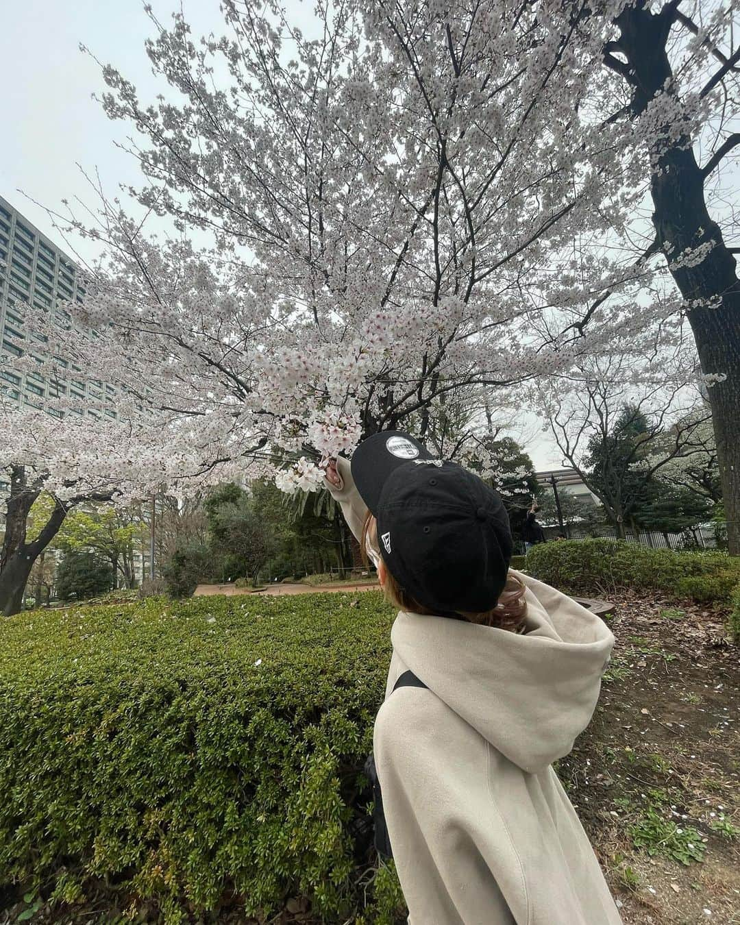 佐藤まりんのインスタグラム：「. 桜咲いてた🌸 けど明後日から雨だから全部散っちゃうんだろうなあ . tops #essentials  cap #newera #yohjiyamamoto  bag #supreme  . . .」