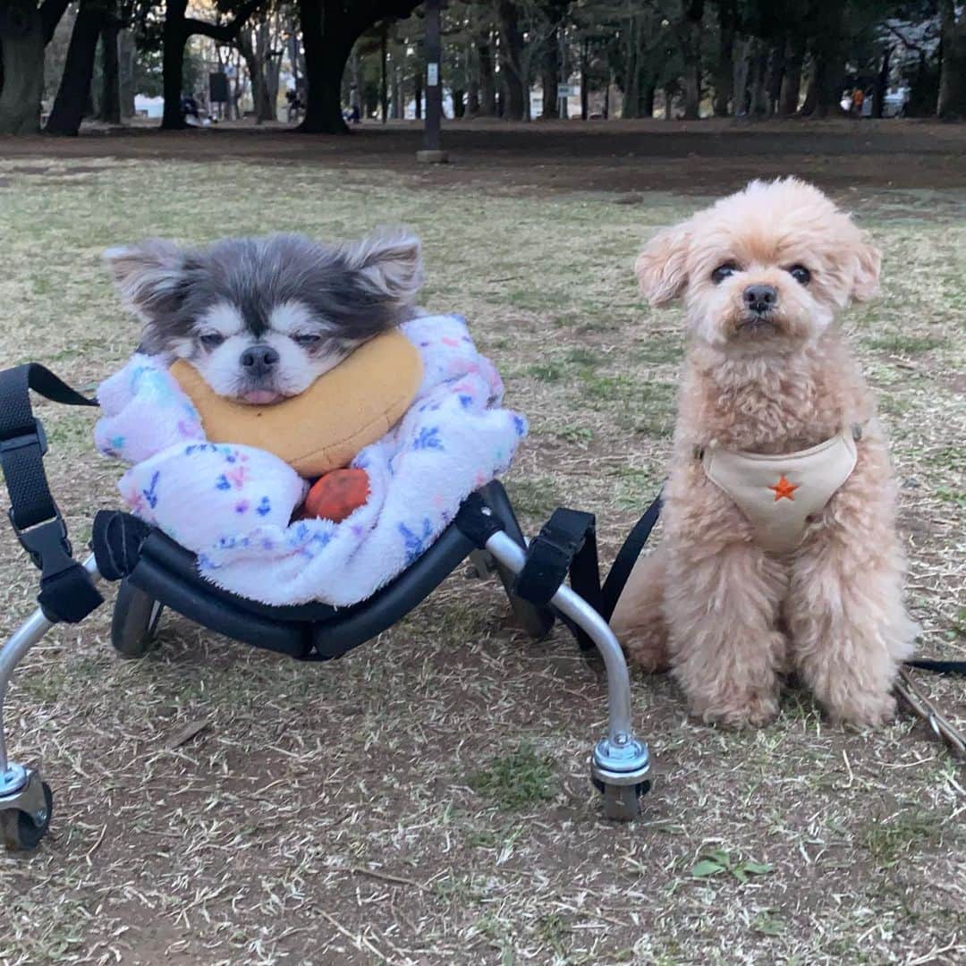 Yukiのインスタグラム：「便乗フローラさん帰りに、せっかく公園連れて来てもらったのに爆睡ラズと、公園来たのに全く歩かない君🐶🐶 久々のマッサージでラズぐっすり😪 #タヌキとプードル#タヌプー」