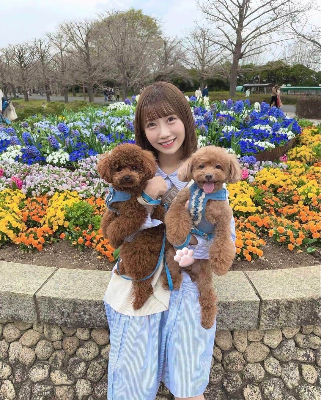 坂本夏海のインスタグラム：「1歳と12歳の歳の差わんこです🐶🌼 ⁡ ⁡ ⁡ ⁡ #トイプードル #トイプー #犬 #犬のいる暮らし #いぬすたぐらむ #イッヌ #トイプードル男の子  #トイプードル部  #トイプードルレッド  #アイドル #お花見 #ドックラン #昭和記念公園」