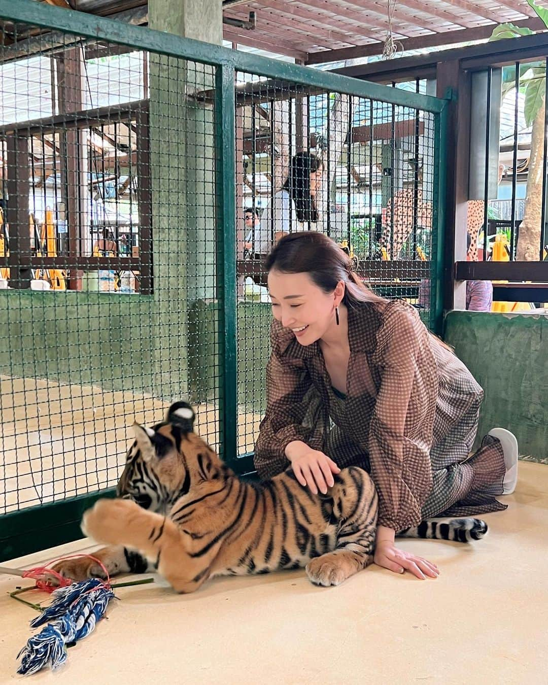 白石明日香のインスタグラム：「3日目にタイガーキングダム行きました🐯 大きなトラと小さなトラを触りました。可愛かった💓🥰ホワイトタイガーも格好良かったです✨ 行かれる方は是非、餌もあげてみてください。餌あげ楽しかったです😁  #ブレア #ブレア銀座 #blair #クラブ #明日香vlog #vlog #YouTube #プーケット #phuket #社員旅行 #像 #banyantreephuket #バンヤンツリープーケット #タイガーキングダム #タイガーキングダムプーケット #トラ #虎」