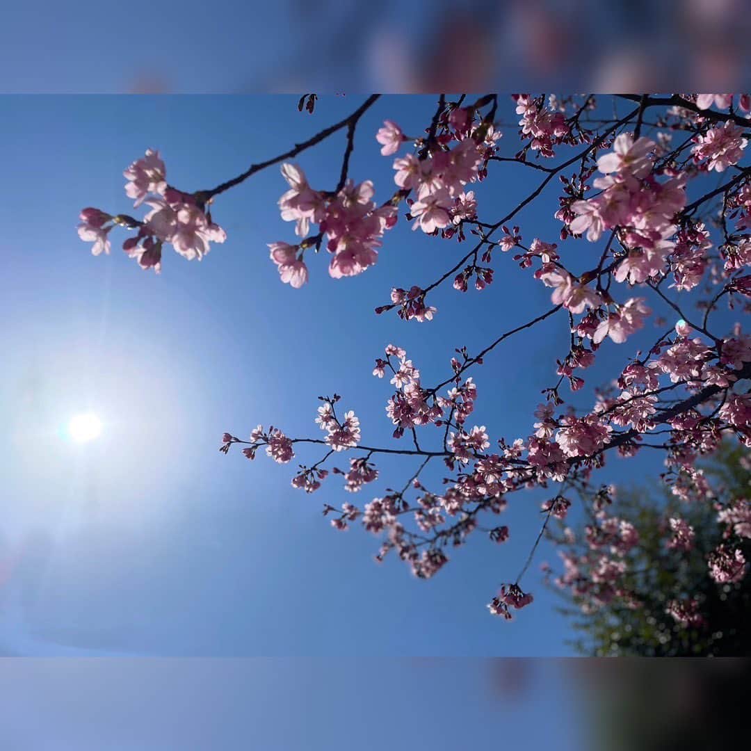 土屋太鳳さんのインスタグラム写真 - (土屋太鳳Instagram)「最強開運日の桜🌸✨✨ . 素敵なこと、たくさんありますように🍀」3月21日 23時20分 - taotsuchiya_official