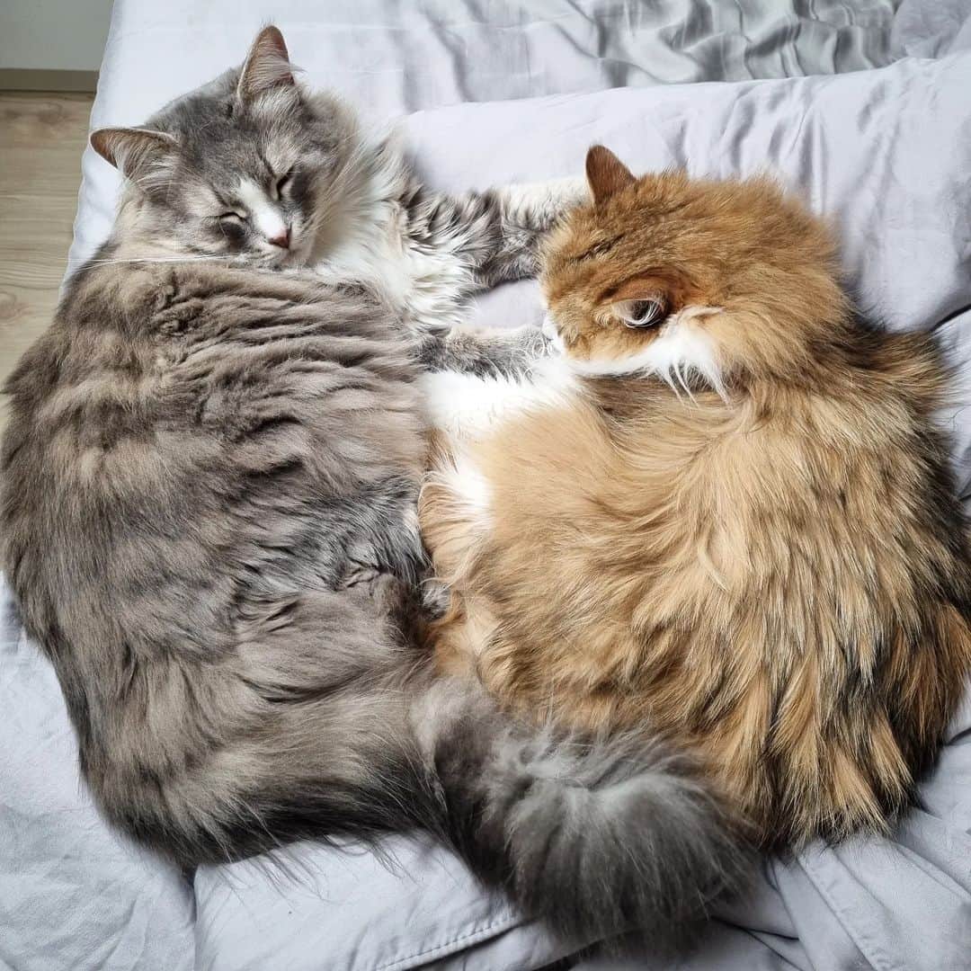 Nila & Miloのインスタグラム：「Fluffiest fluff. ❤️ #fluffy #ftw #bff #cats」