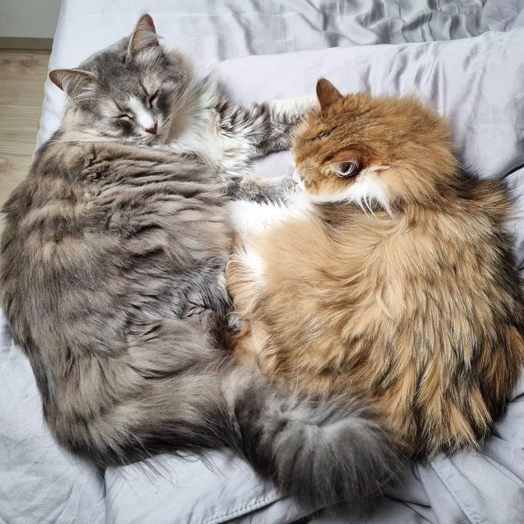 Nila & Miloさんのインスタグラム写真 - (Nila & MiloInstagram)「Fluffiest fluff. ❤️ #fluffy #ftw #bff #cats」3月21日 23時30分 - nilamilo