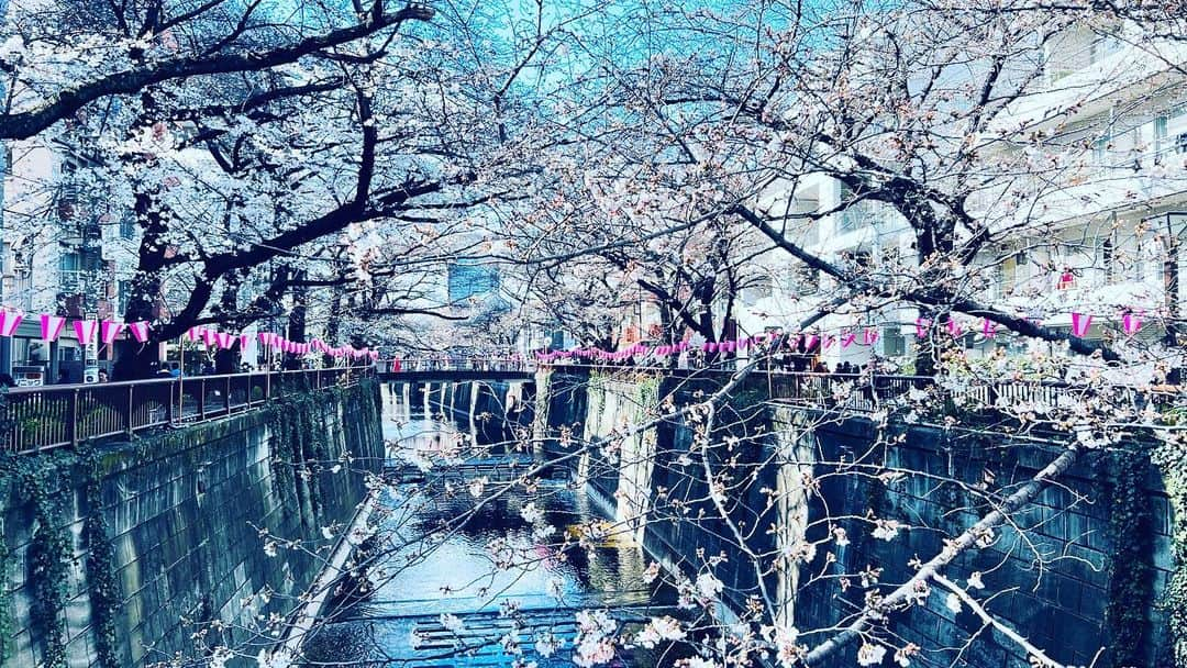 植原みゆきのインスタグラム：「初めて中目黒でのお花見🌸 月曜日に行きましたが、駅からかなりの人混みでビックリ！  川沿いをゆっくり歩きながら写真を撮り その後はお店でお酒を飲みながらたくさんお話したりと、とても楽しかった♡ ⁡ 今日も朝からお誘いいただき 中目黒の山本のハンバーグでガッツリ食べました！ 美味しかったーーー😋🍴  その後はお花見……ではなく夜までお仕事 ライトアップした桜も時間合わせて見に行きたいなぁ✨  #さくら  #お花見   #中目黒さくらまつり   #山本のハンバーグ」