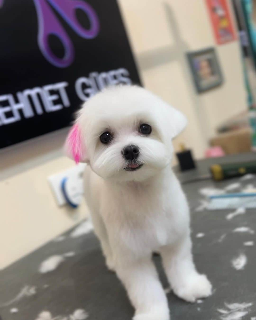 Mehmet Gunesさんのインスタグラム写真 - (Mehmet GunesInstagram)「Puppy cut’ta üstüme tanımam ☺️ @vegas_mybaby 💜」3月22日 0時22分 - petstylistt