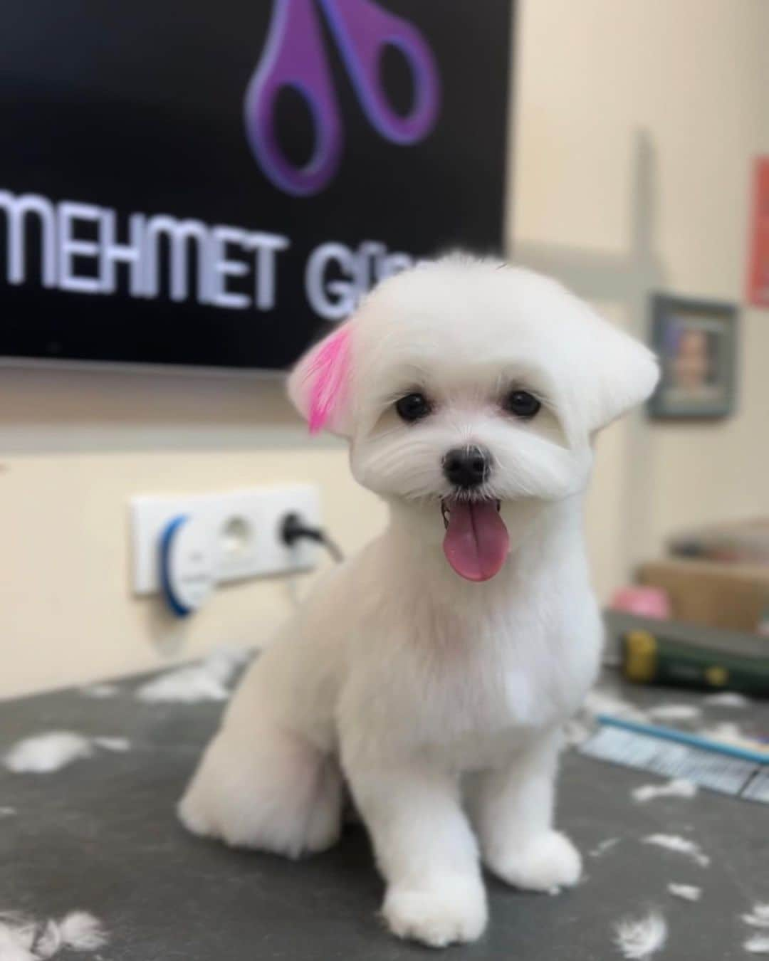 Mehmet Gunesさんのインスタグラム写真 - (Mehmet GunesInstagram)「Puppy cut’ta üstüme tanımam ☺️ @vegas_mybaby 💜」3月22日 0時22分 - petstylistt